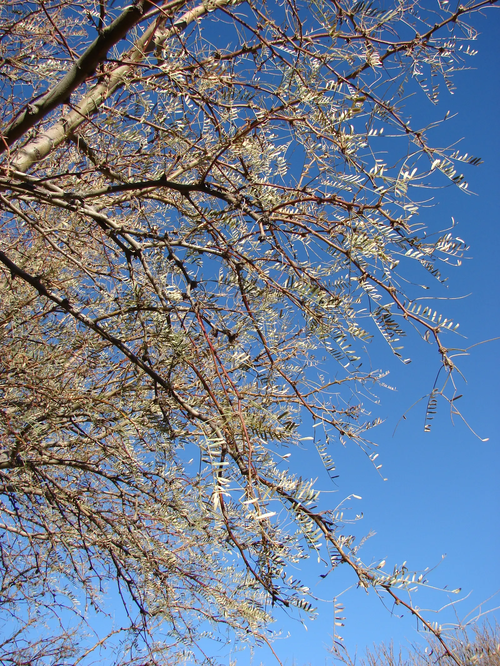 Texas Honey Mesquite (Prosopis Glandulosa) — which provides dappled shade; rounded canopy with feathery foliage and produces fragrant, image 58