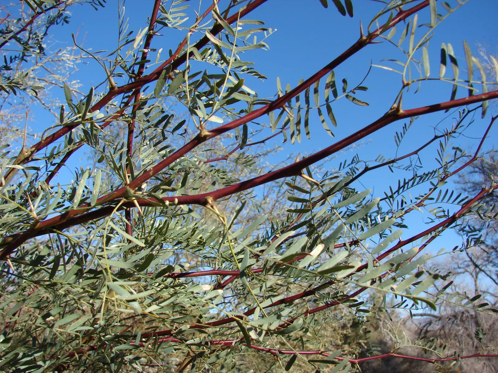 Texas Honey Mesquite (Prosopis Glandulosa) — cylindrical spikes that can be up to 3 inches long, image 63