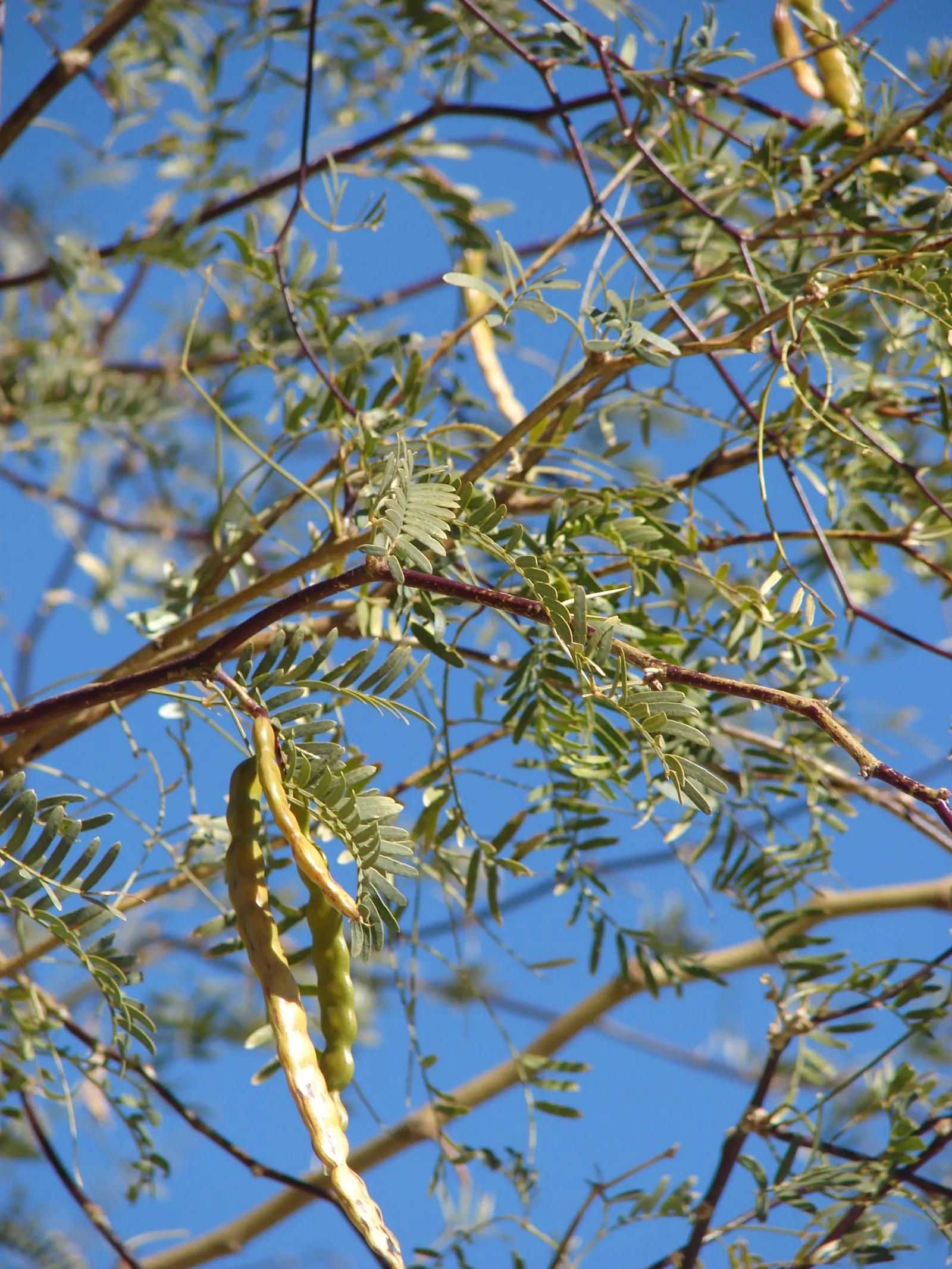 Texas Honey Mesquite (Prosopis Glandulosa) — which mature in the summer and can reach lengths of up to 8 inches