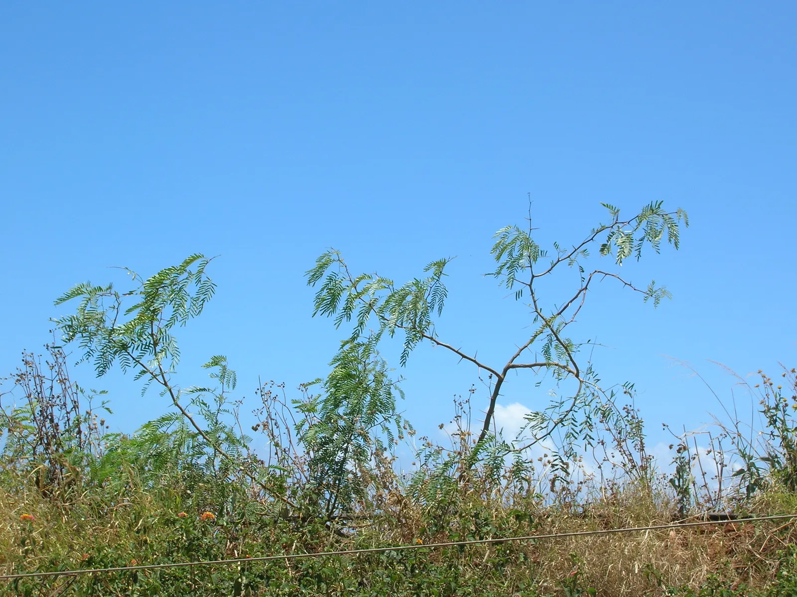 Texas Honey Mesquite (Prosopis Glandulosa) — growing up to 12 inches in length