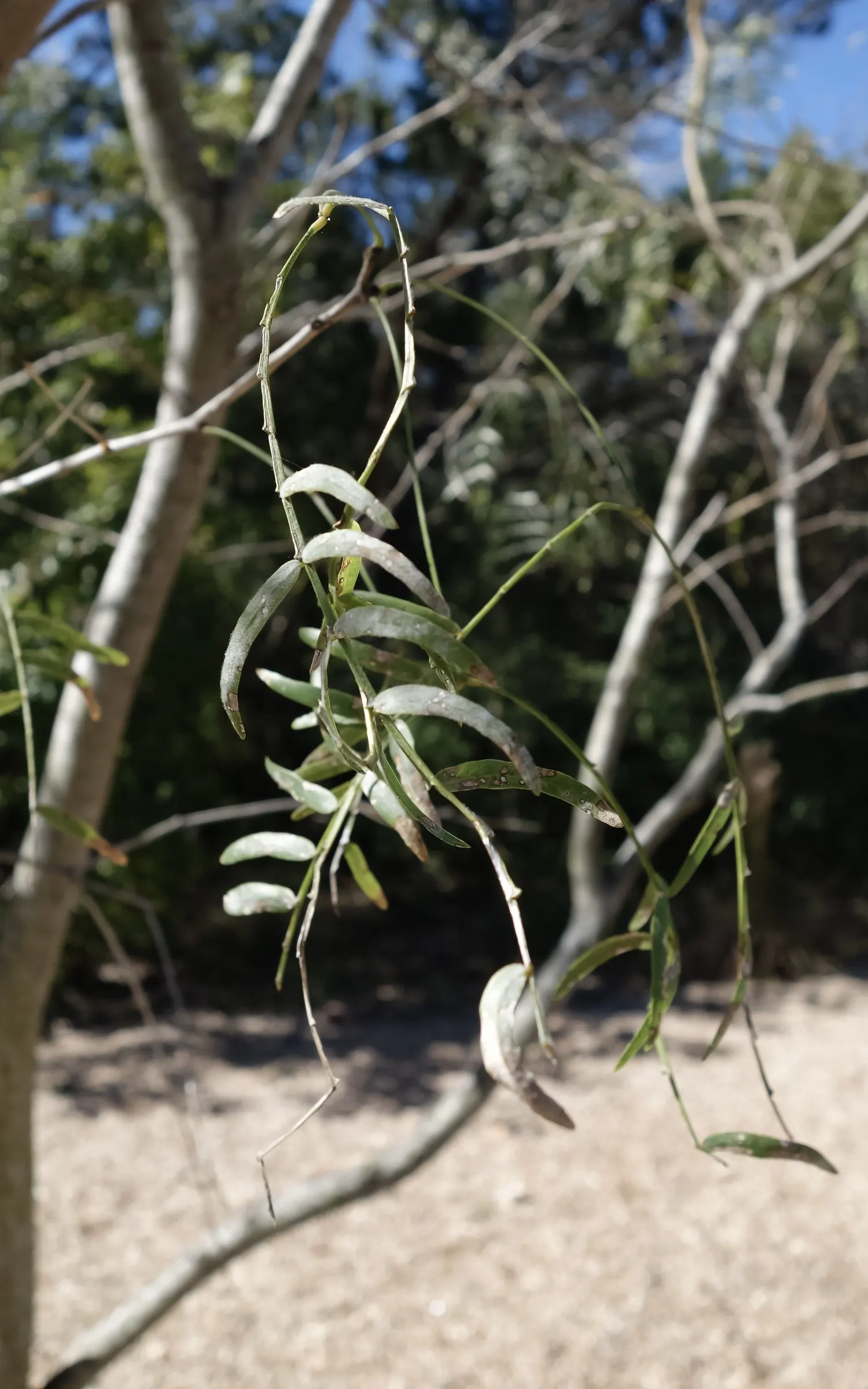 Texas Honey Mesquite (Prosopis Glandulosa) — An important consideration for placement is its extensive root system