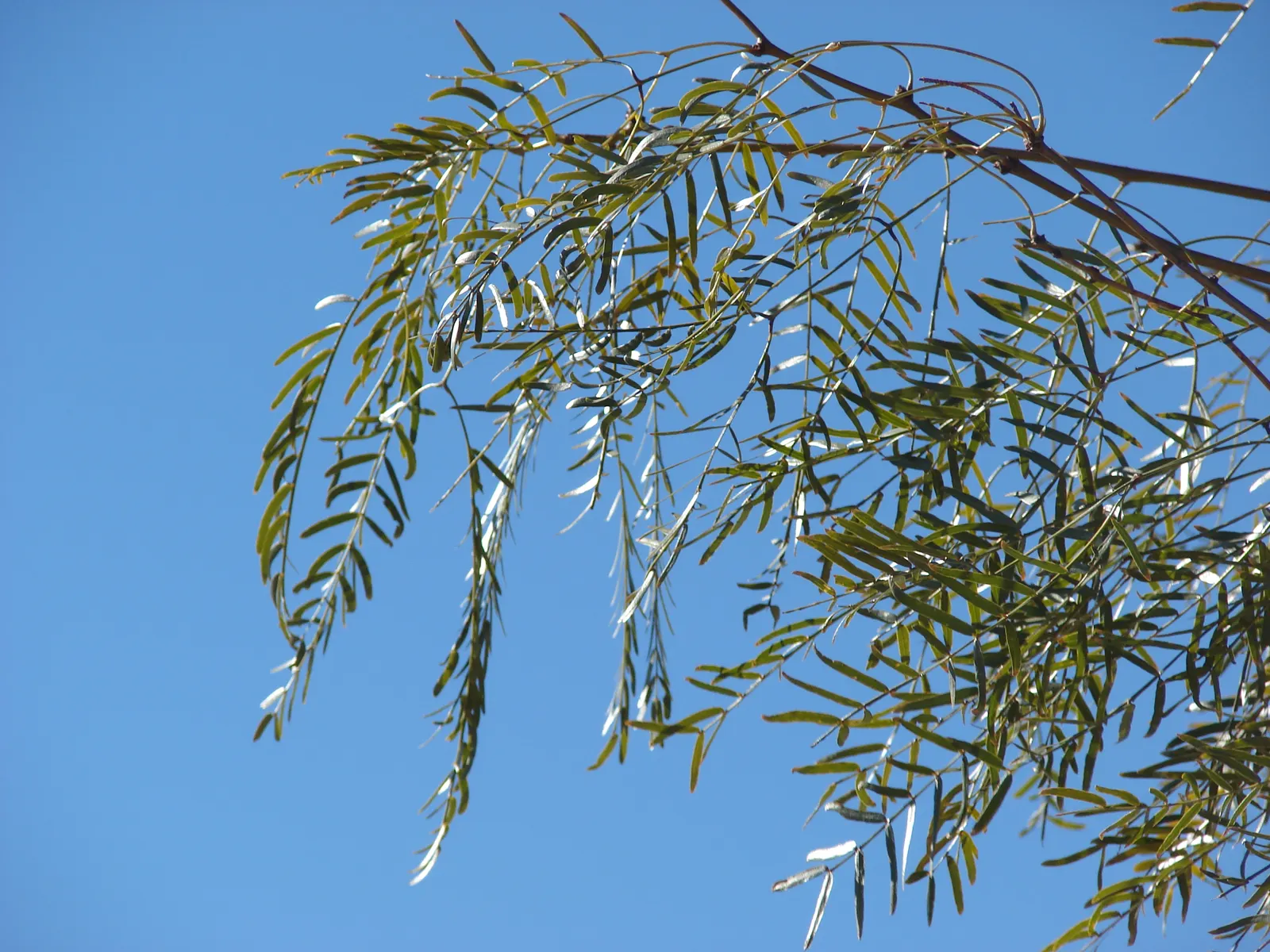 Texas Honey Mesquite (Prosopis Glandulosa) — The multi-trunked form and irregular branching pattern of this species