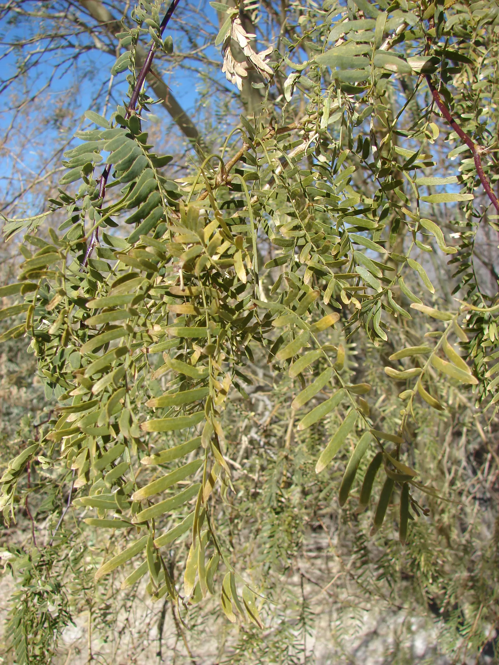 Texas Honey Mesquite (Prosopis Glandulosa) — which can be invasive; therefore