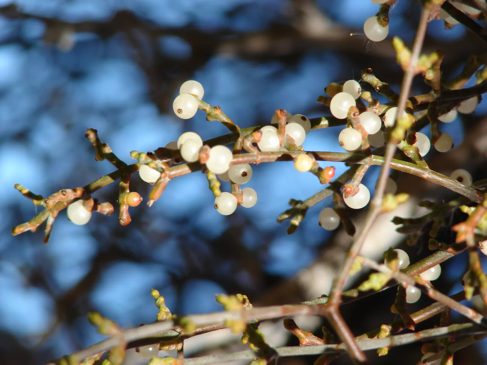 Texas Honey Mesquite (Prosopis Glandulosa) — followed by long seed pods; tree for full, image 54