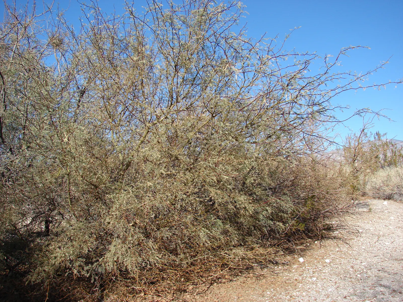Texas Honey Mesquite (Prosopis Glandulosa) — contributes to its rustic appearance.<br><br>In spring; tree with yellow blooms, image 61