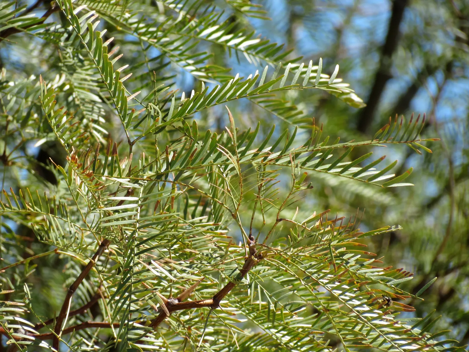 Texas Honey Mesquite (Prosopis Glandulosa) — it should be sited away from foundations and paved areas