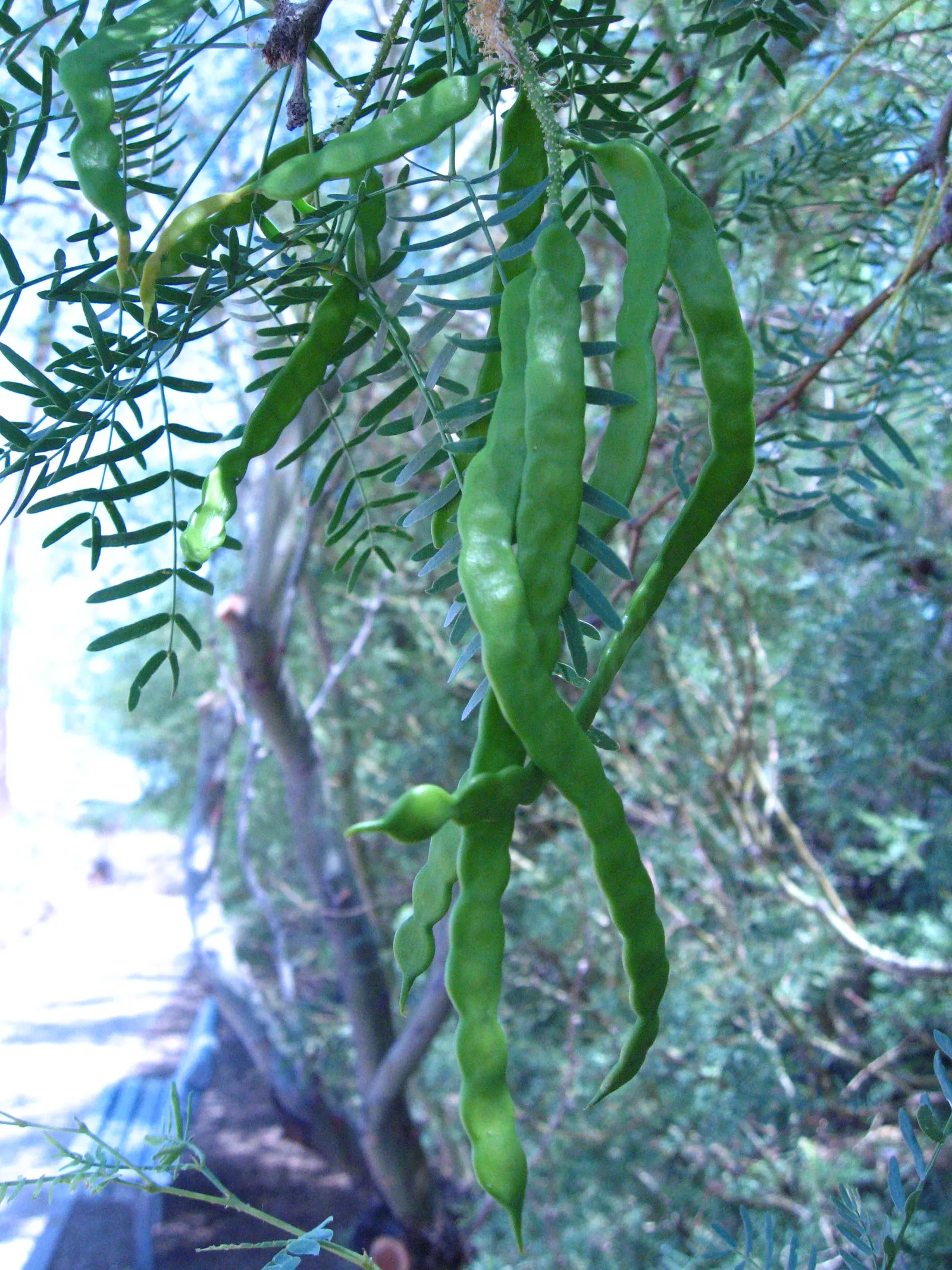 Texas Honey Mesquite (Prosopis Glandulosa) — cylindrical spikes that can be up to 3 inches long, image 38
