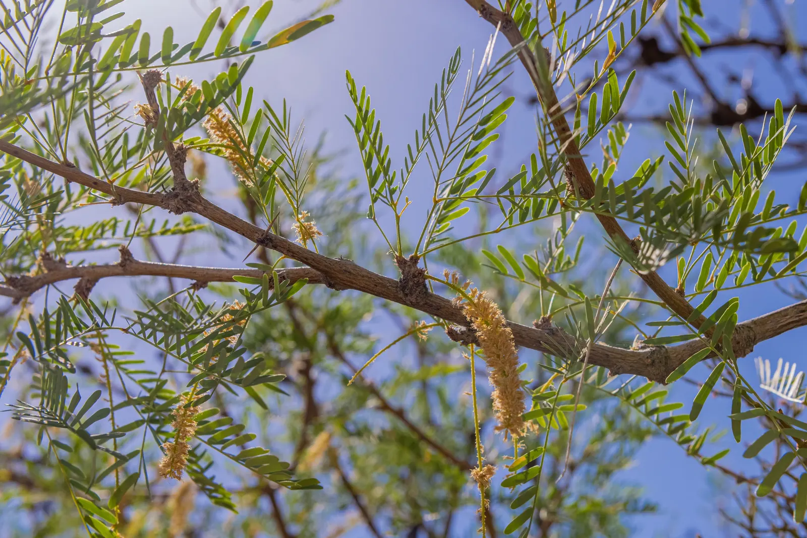 Texas Honey Mesquite (Prosopis Glandulosa) — bipinnate leaves that are small and fern-like; the multi-trunked form and irregular branching pattern of this