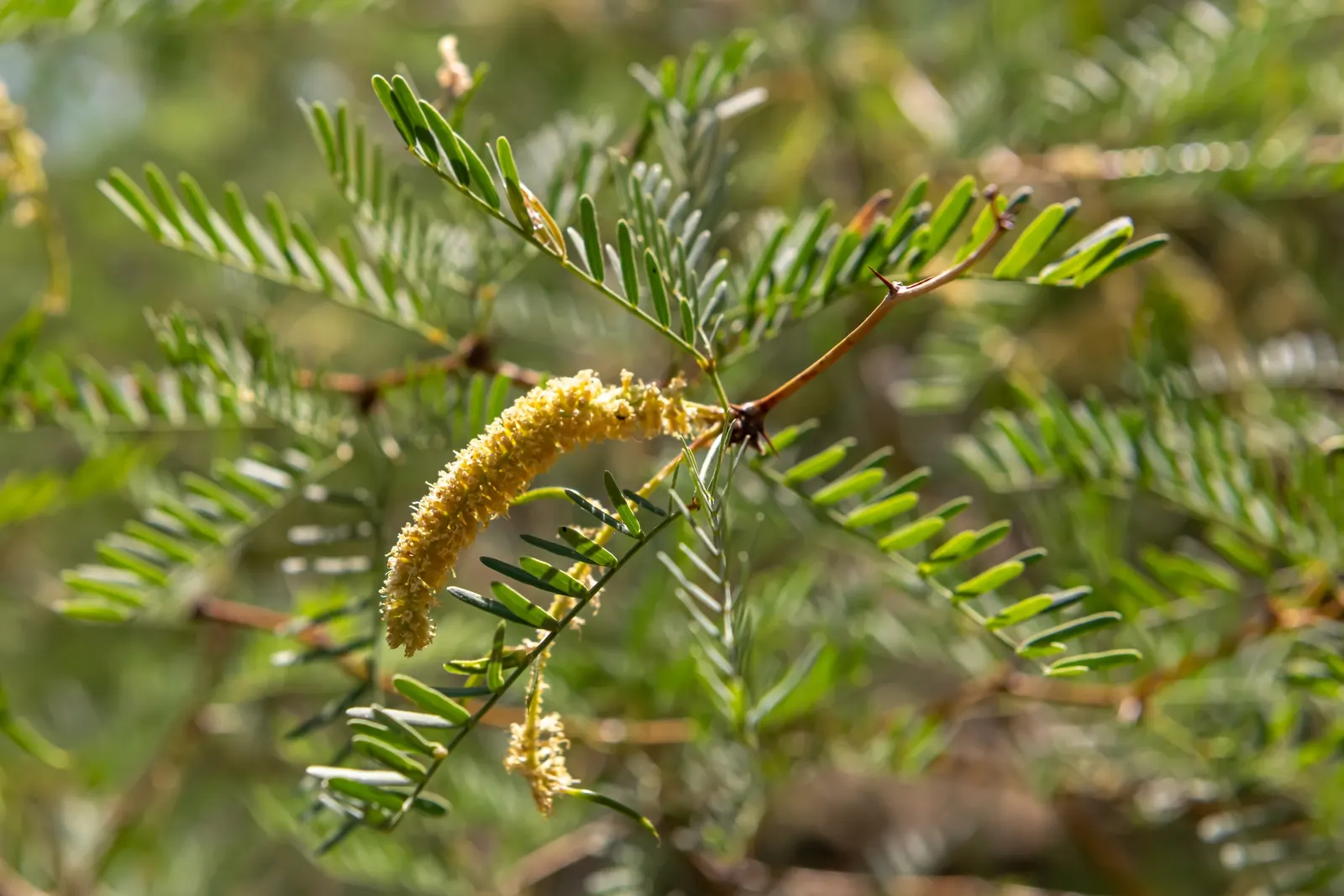 Texas Honey Mesquite (Prosopis Glandulosa) — tree for full; moreover, the mesquite sap may cause seasonal allergies or attract insects, aspects to discuss with