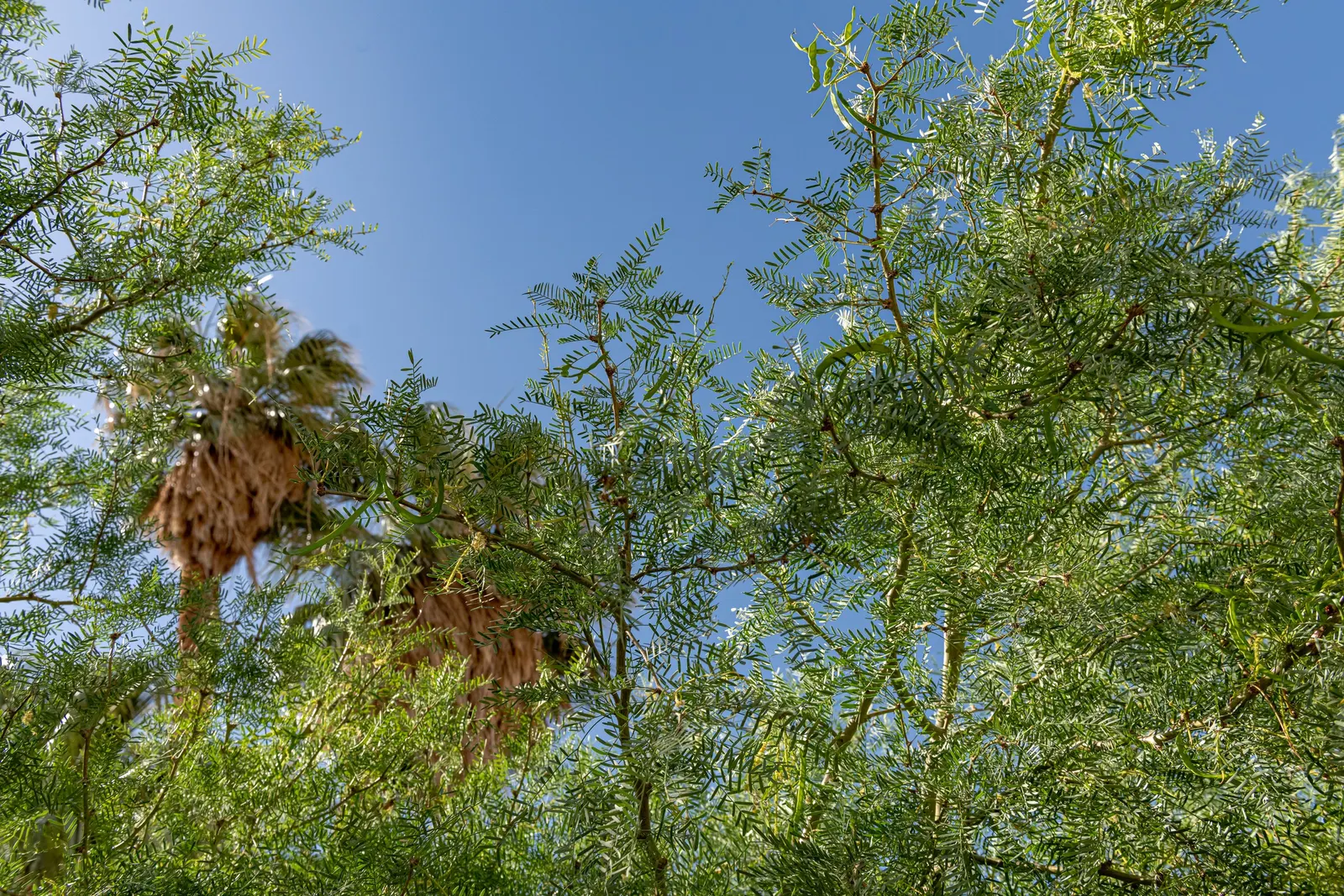 Texas Honey Mesquite (Prosopis Glandulosa) — Texas Honey Mesquite (Prosopis glandulosa) is a deciduous tree, typically growing to 20-30 ft, image 51