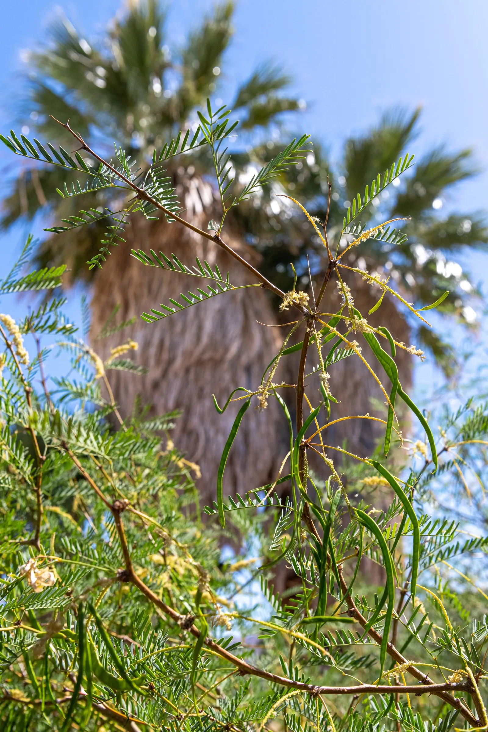 Texas Honey Mesquite (Prosopis Glandulosa) — yellow flowers in the garden; which provides dappled shade