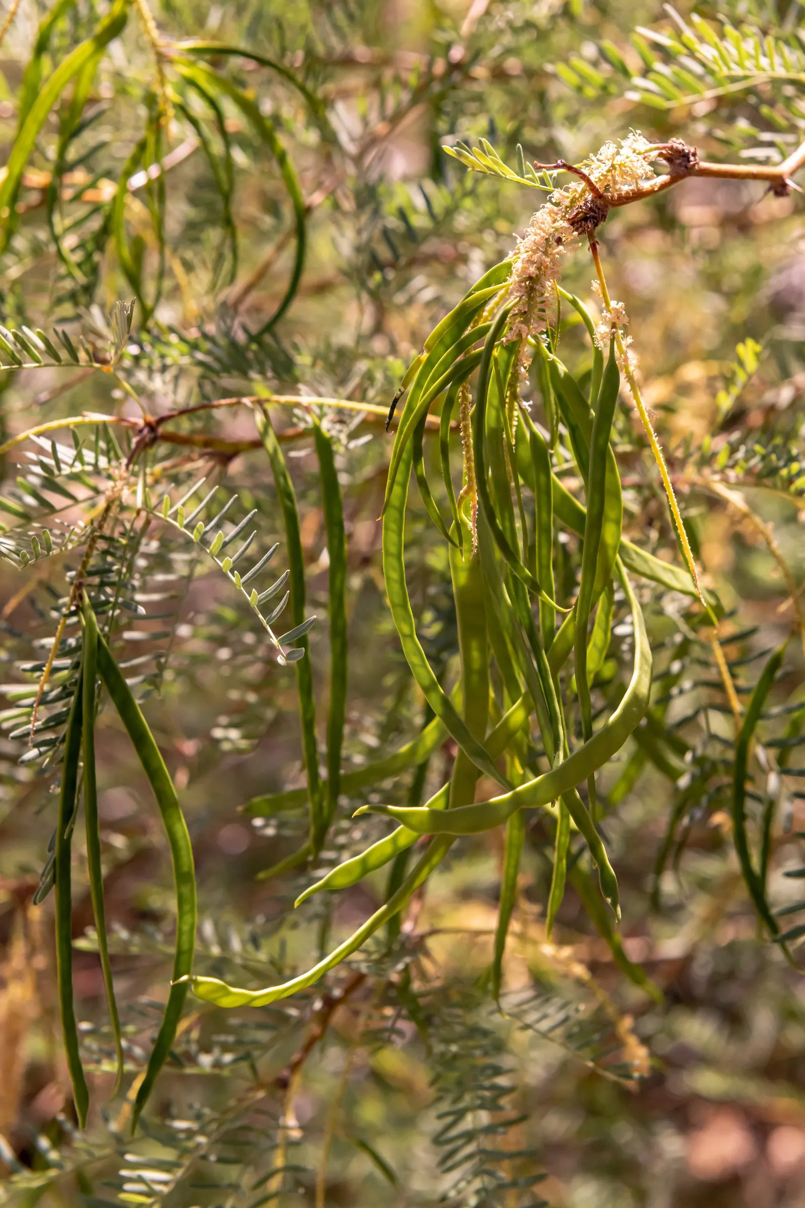 Texas Honey Mesquite (Prosopis Glandulosa) — it should be sited away from foundations and paved areas; an important consideration for placement is its