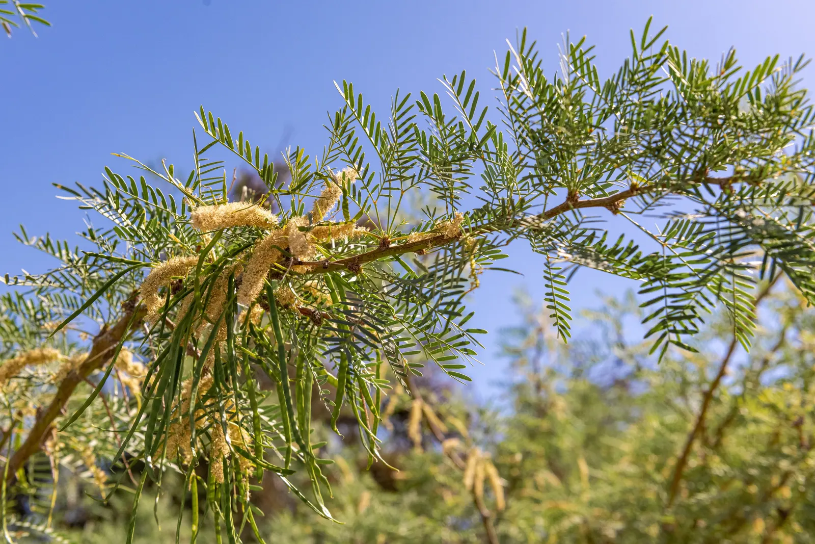 Texas Honey Mesquite (Prosopis Glandulosa) — While this tree is adaptable to various soil types, it prefers well-draining soil and full sun exposure; yellow