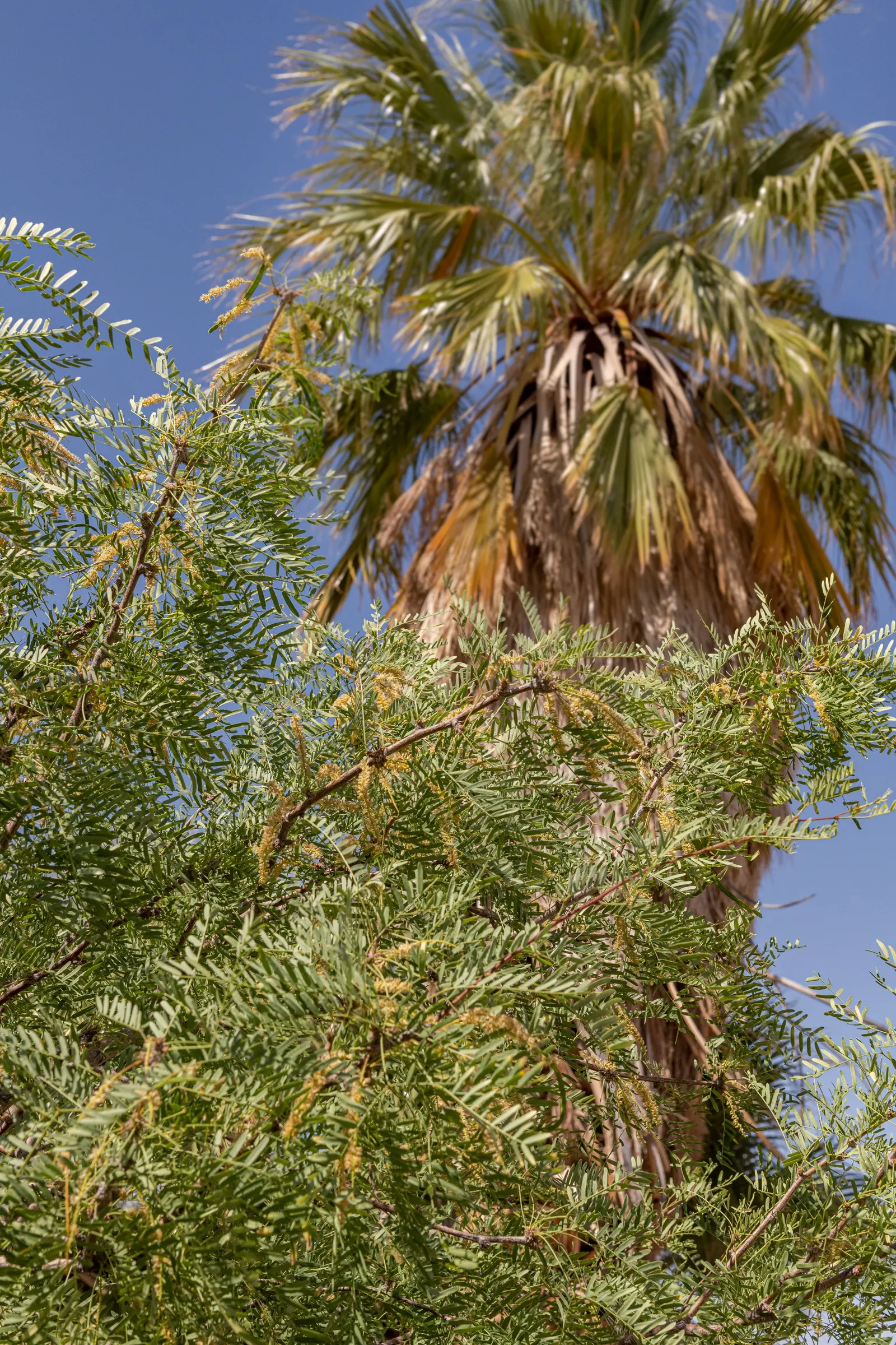 Texas Honey Mesquite (Prosopis Glandulosa) — tree with yellow blooms; which mature in the summer and can reach lengths of up to 8 inches