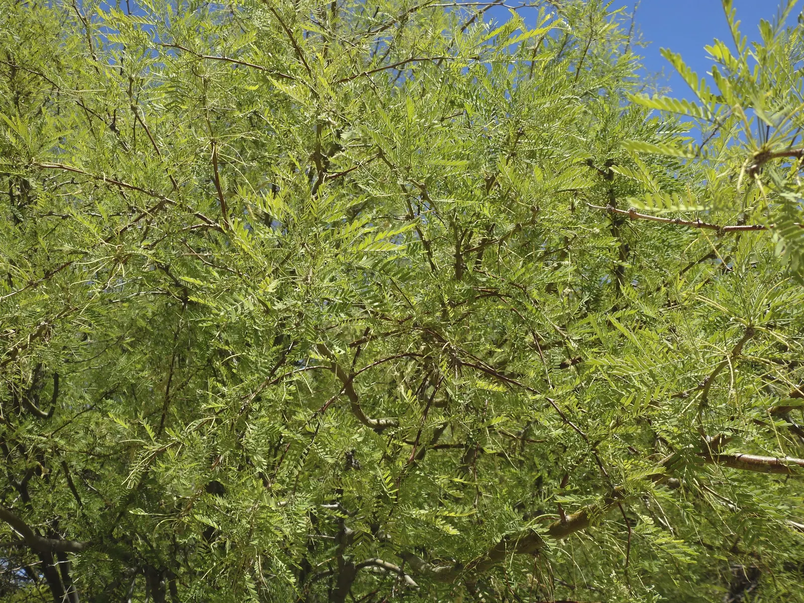 Texas Honey Mesquite (Prosopis Glandulosa) — Adaptable to diverse soils, it thrives in full sun with minimal water; contributes to its rustic, image 52