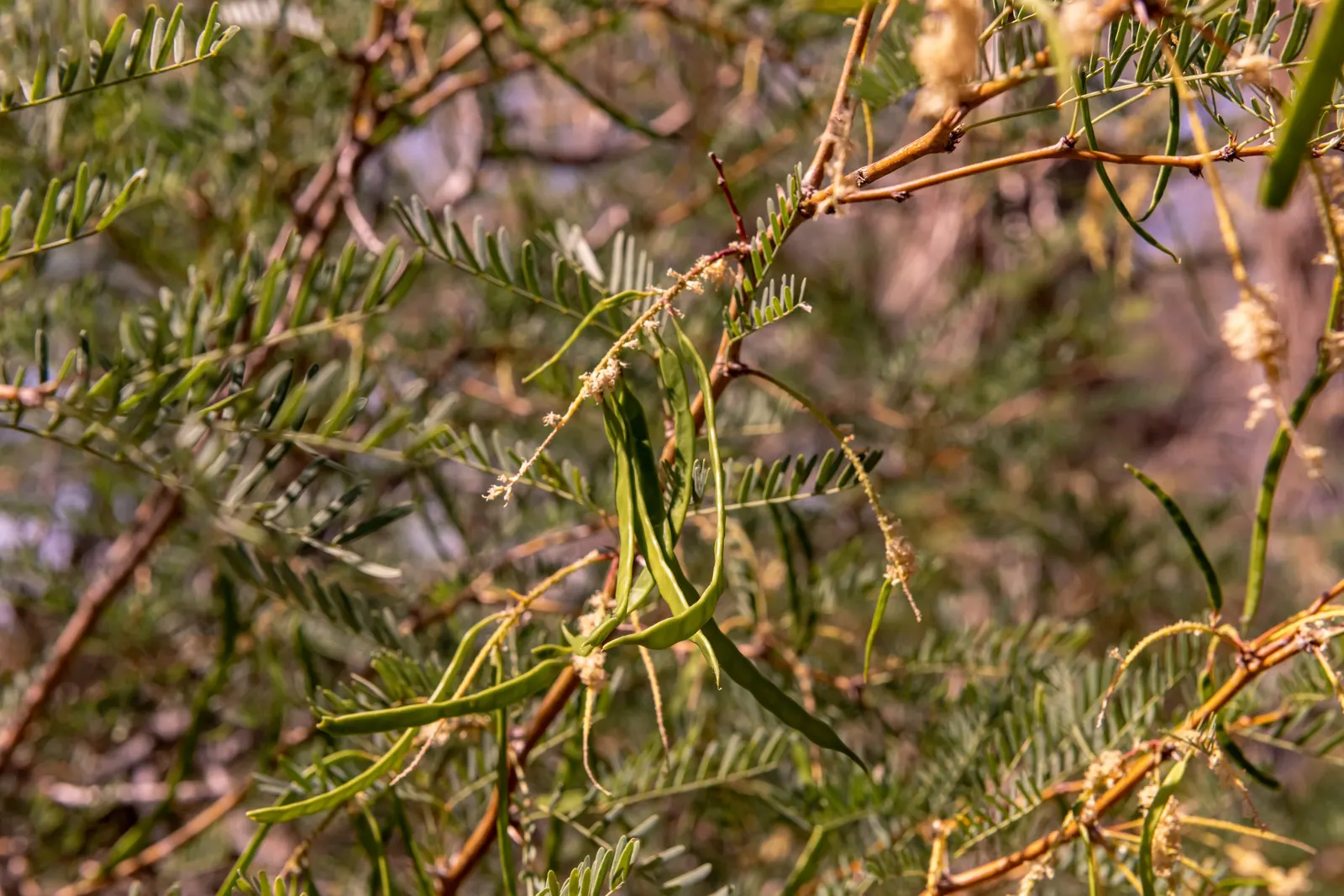 Texas Honey Mesquite (Prosopis Glandulosa) — which mature in the summer and can reach lengths of up to 8 inches; adaptable to diverse soils, it thrives in full