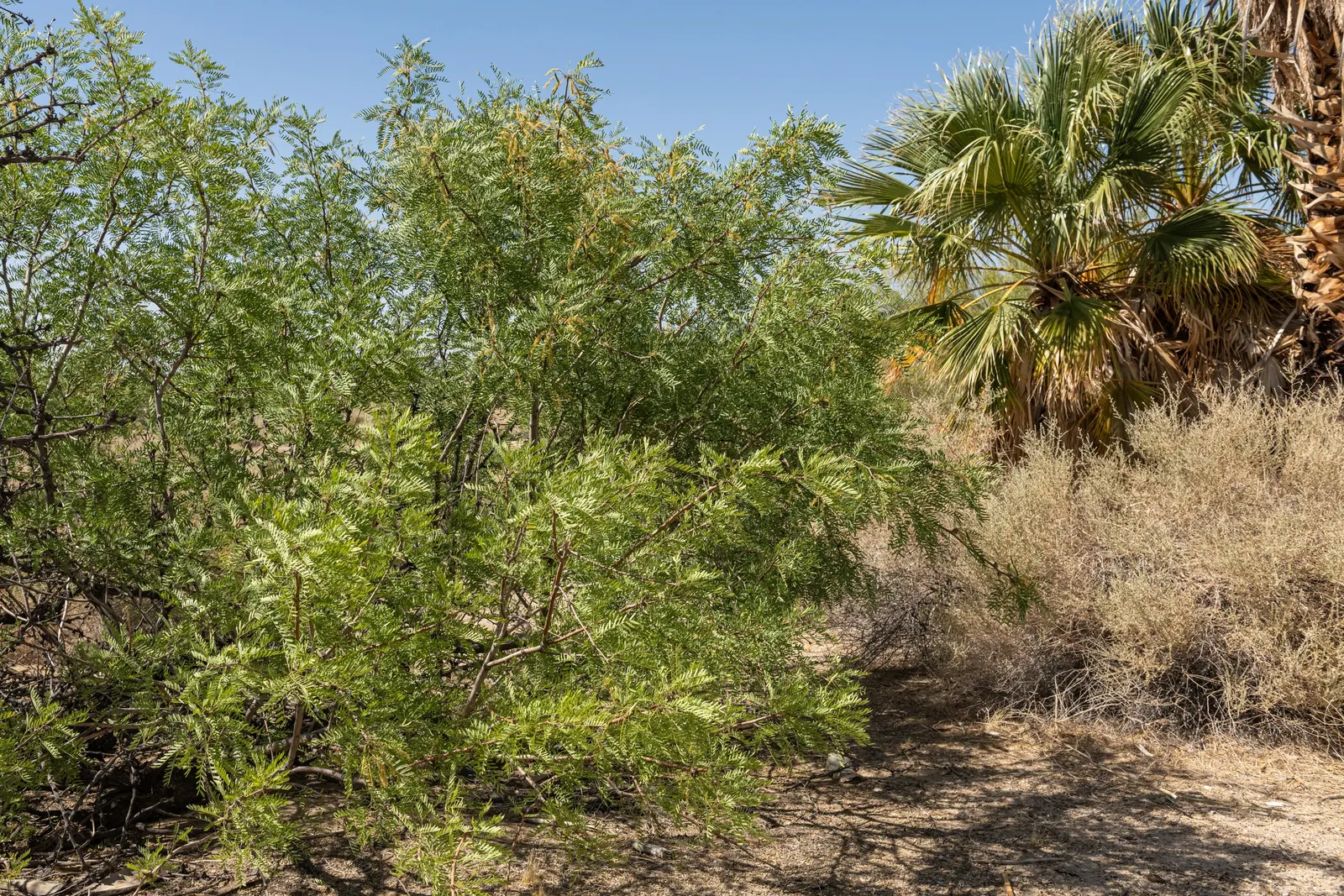 Texas Honey Mesquite (Prosopis Glandulosa) — which can be invasive; therefore; the Honey Mesquite produces abundant creamy-yellow flowers