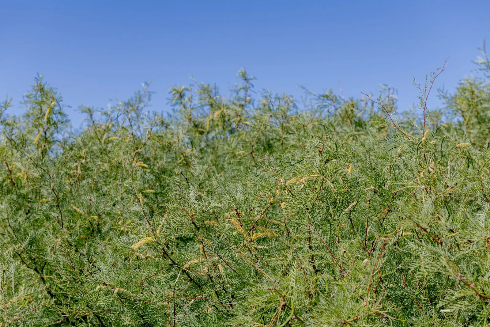 Texas Honey Mesquite (Prosopis Glandulosa) — An important consideration for placement is its extensive root system; its deep roots enable drought resistance