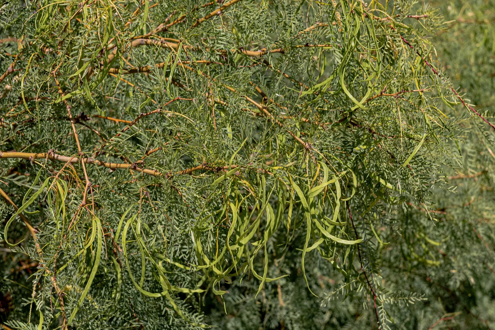 Texas Honey Mesquite (Prosopis Glandulosa) — growing up to 12 inches in length; bipinnate leaves that are small and fern-like