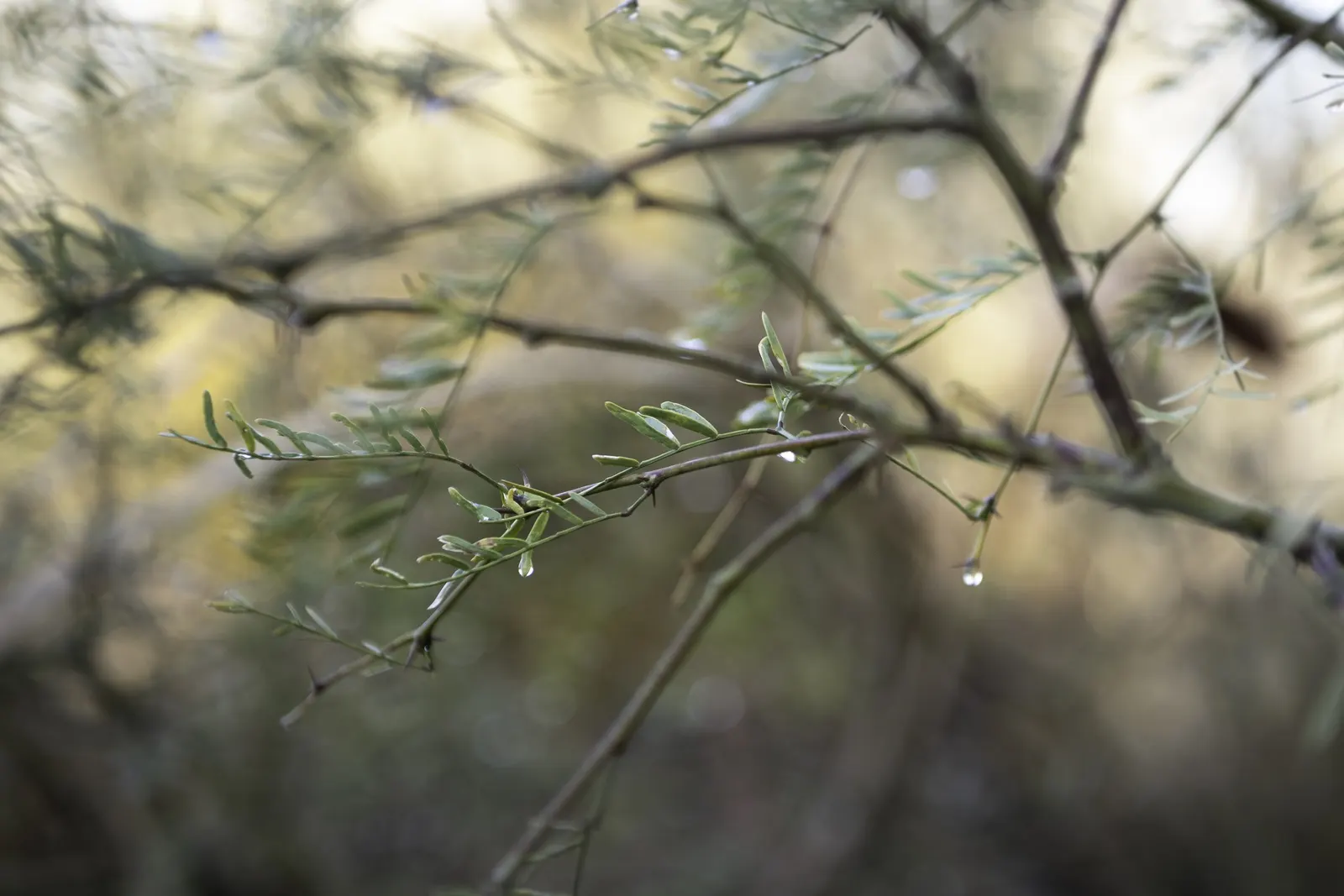 Texas Honey Mesquite (Prosopis Glandulosa) — These blossoms are a favorite of pollinators and give way to long; which can be invasive; therefore