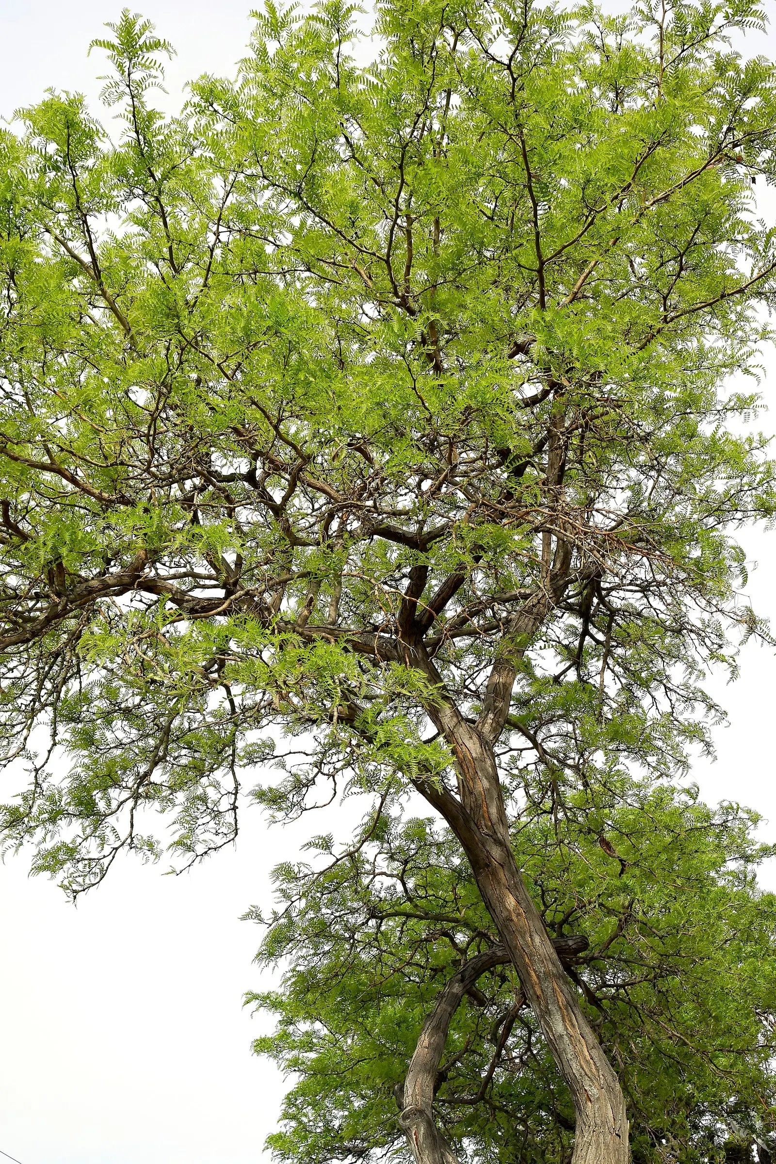 Texas Honey Mesquite (Prosopis Glandulosa) — Moreover, the mesquite sap may cause seasonal allergies or attract insects, aspects to discuss with, image 47