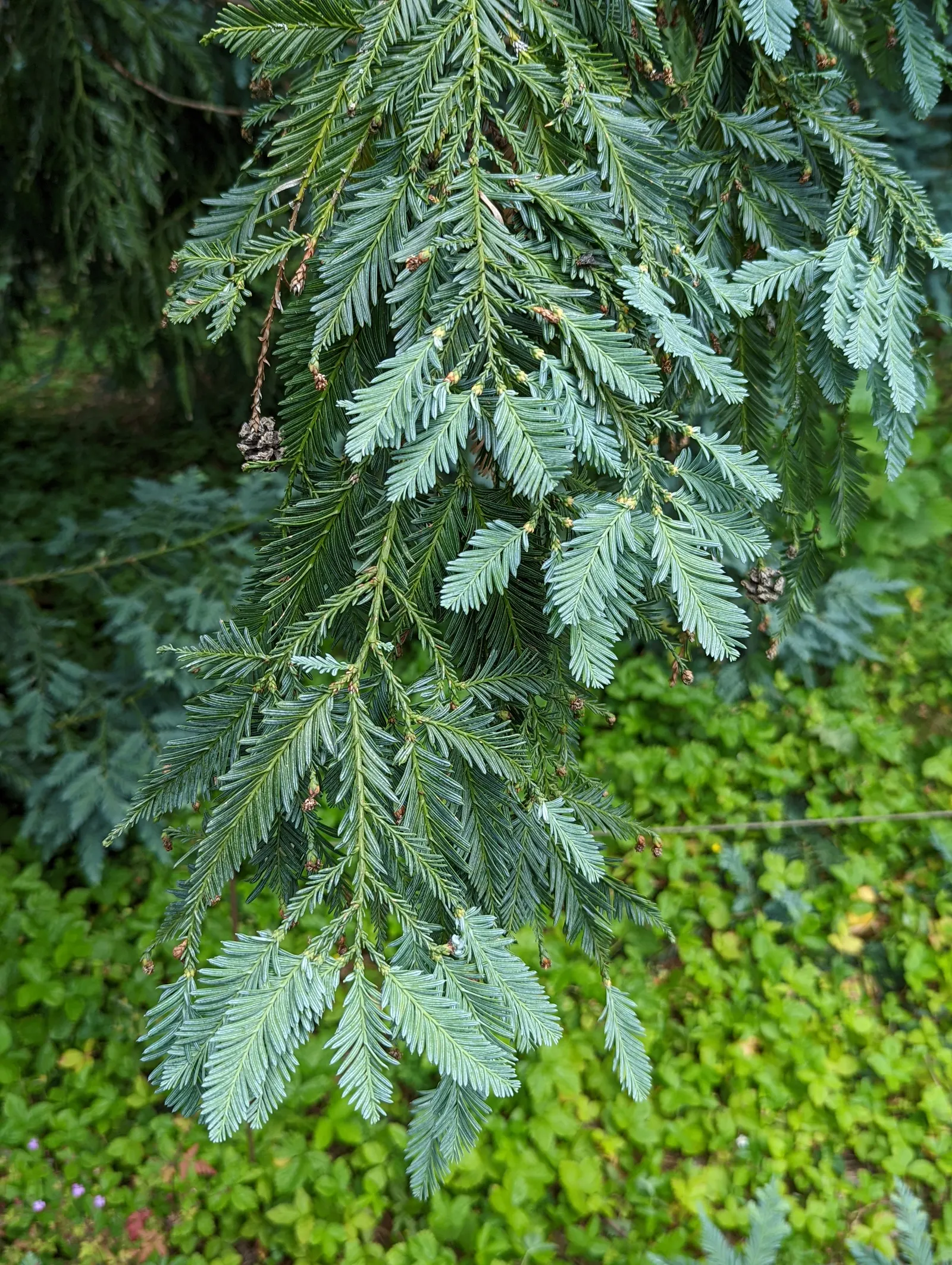Filoli Coast Redwood (Sequoia Sempervirens 'Filoli') — It reaches heights of up to 300 feet, with a base spanning up to 25 feet in diameter