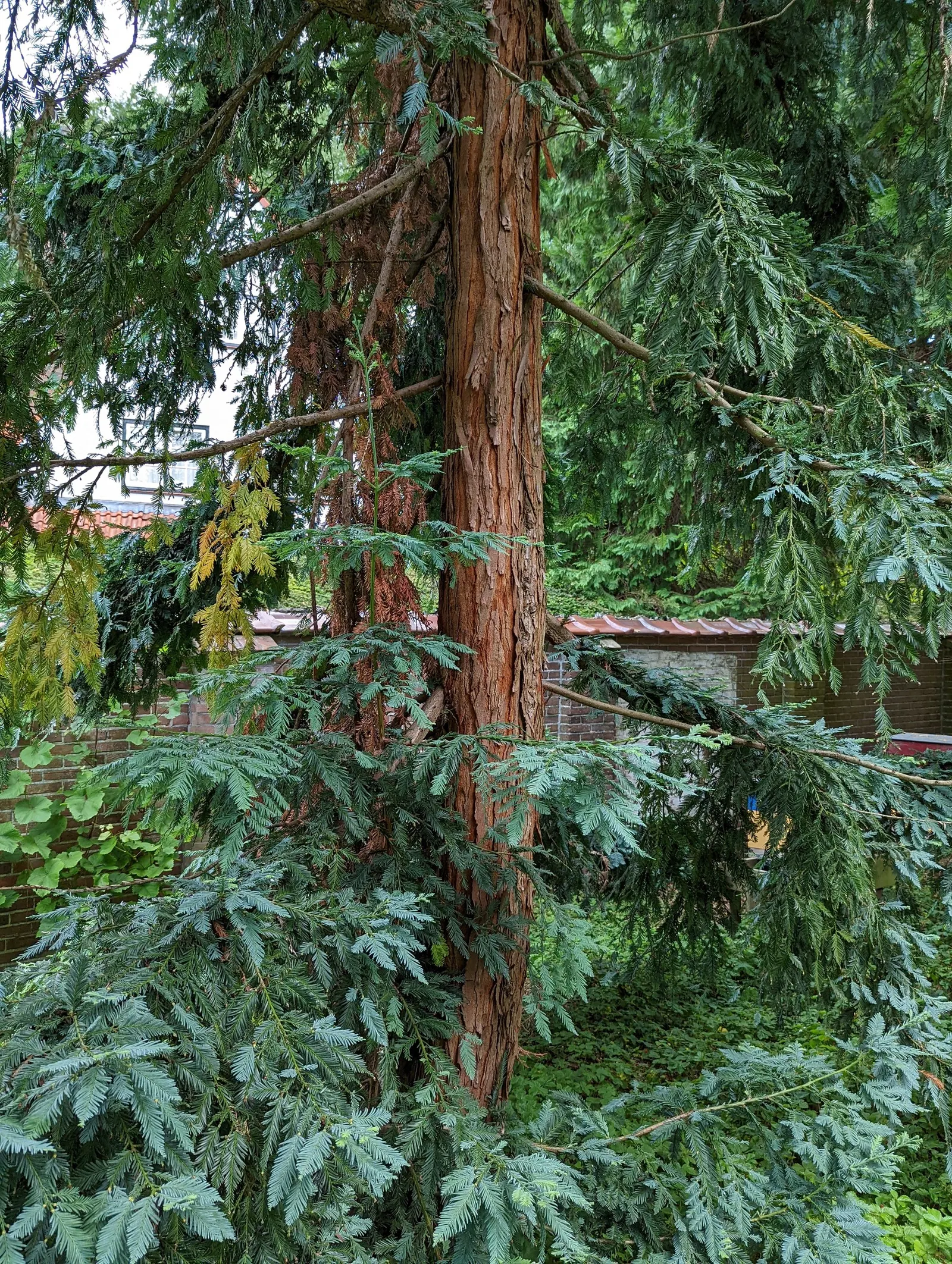 Filoli Coast Redwood (Sequoia Sempervirens 'Filoli') — is an iconic evergreen conifer renowned for its majestic stature