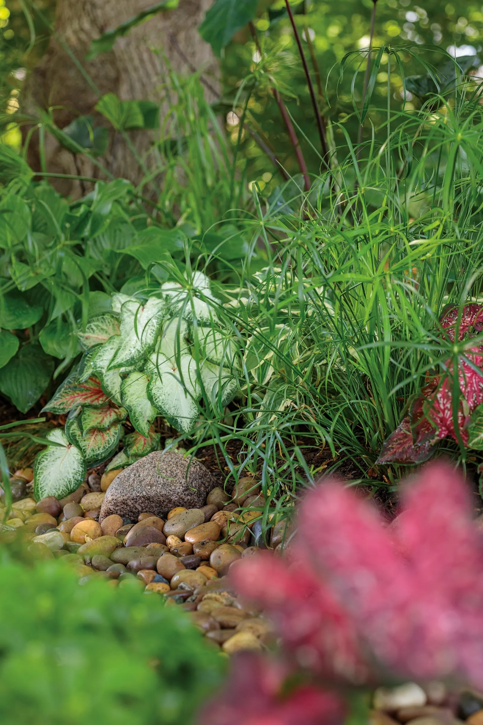 Heart and Soul Sun or Shade Caladium (Caladium hortulanum) — though overly strong fertilizer may scorch the leaves