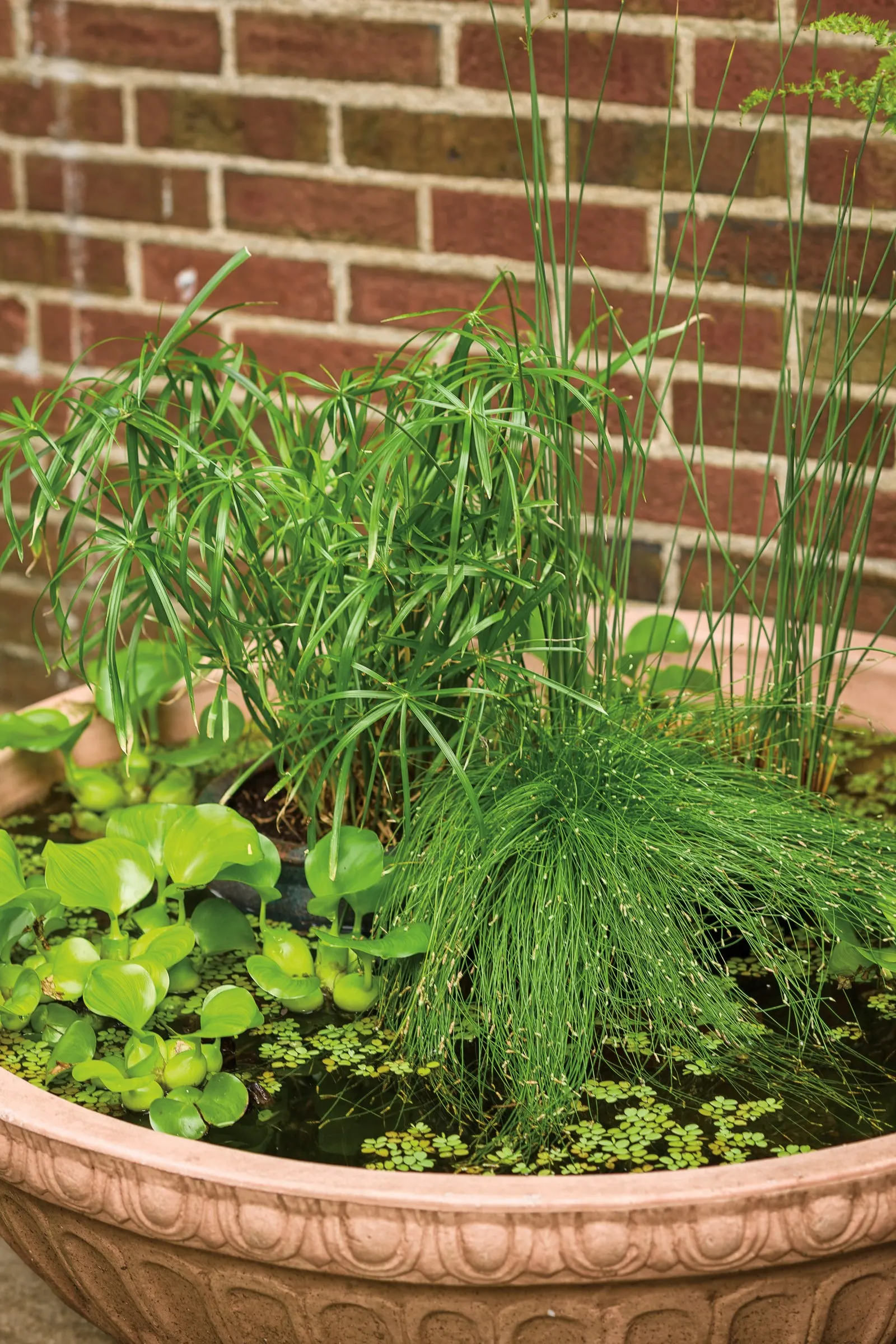 Baby Tut® Umbrella Grass (Cyperus involucratus) — The purpose is to keep the bulk of the soil or root mass wet; they are generally called, image 50