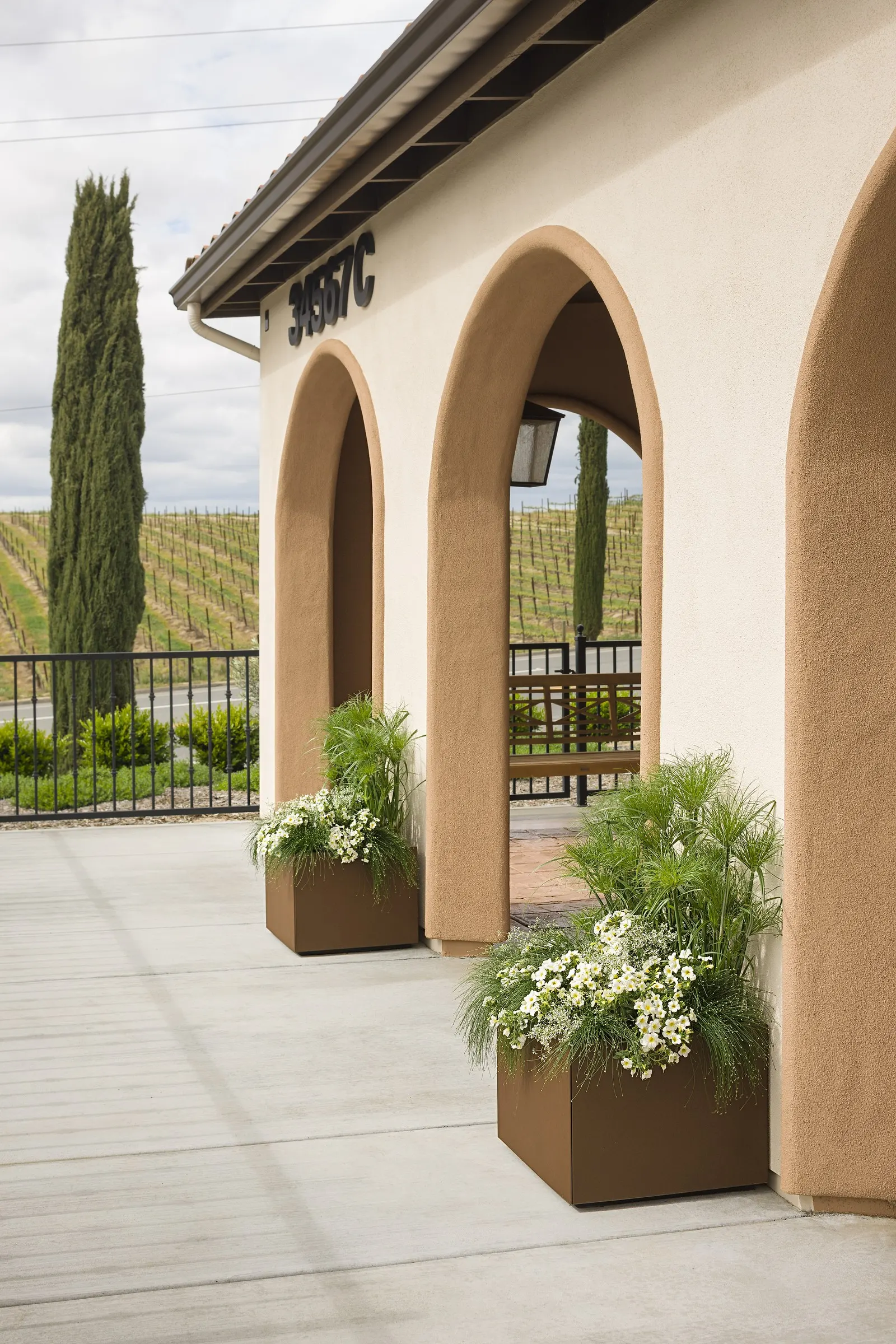 Over Easy™ II Calibrachoa — The blooms appear continuously from planting until hard frost