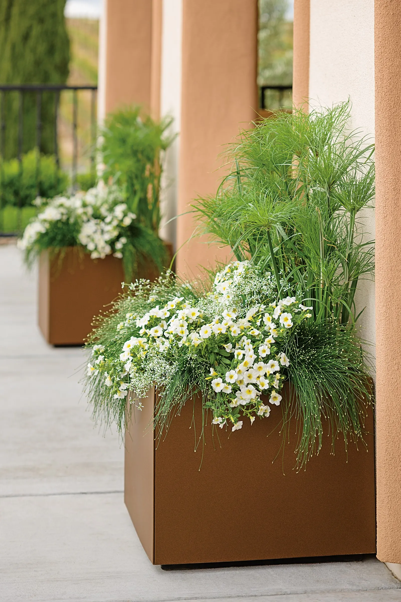 Over Easy™ II Calibrachoa — bell-shaped blooms with sunny yellow eyes over green foliage