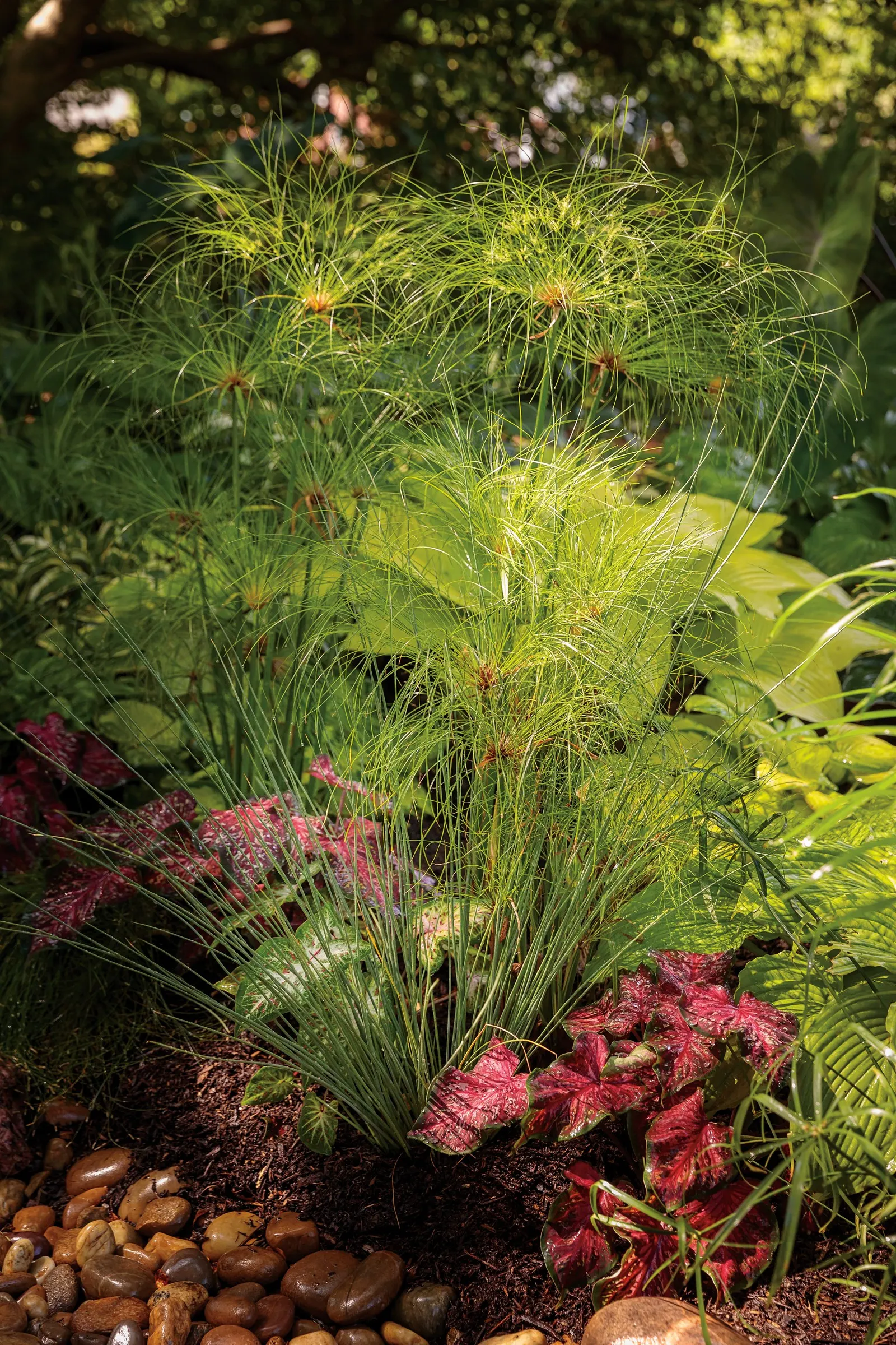 Heart and Soul Sun or Shade Caladium (Caladium hortulanum) — or terra-cotta finishes that emphasize its red-flecked leaves