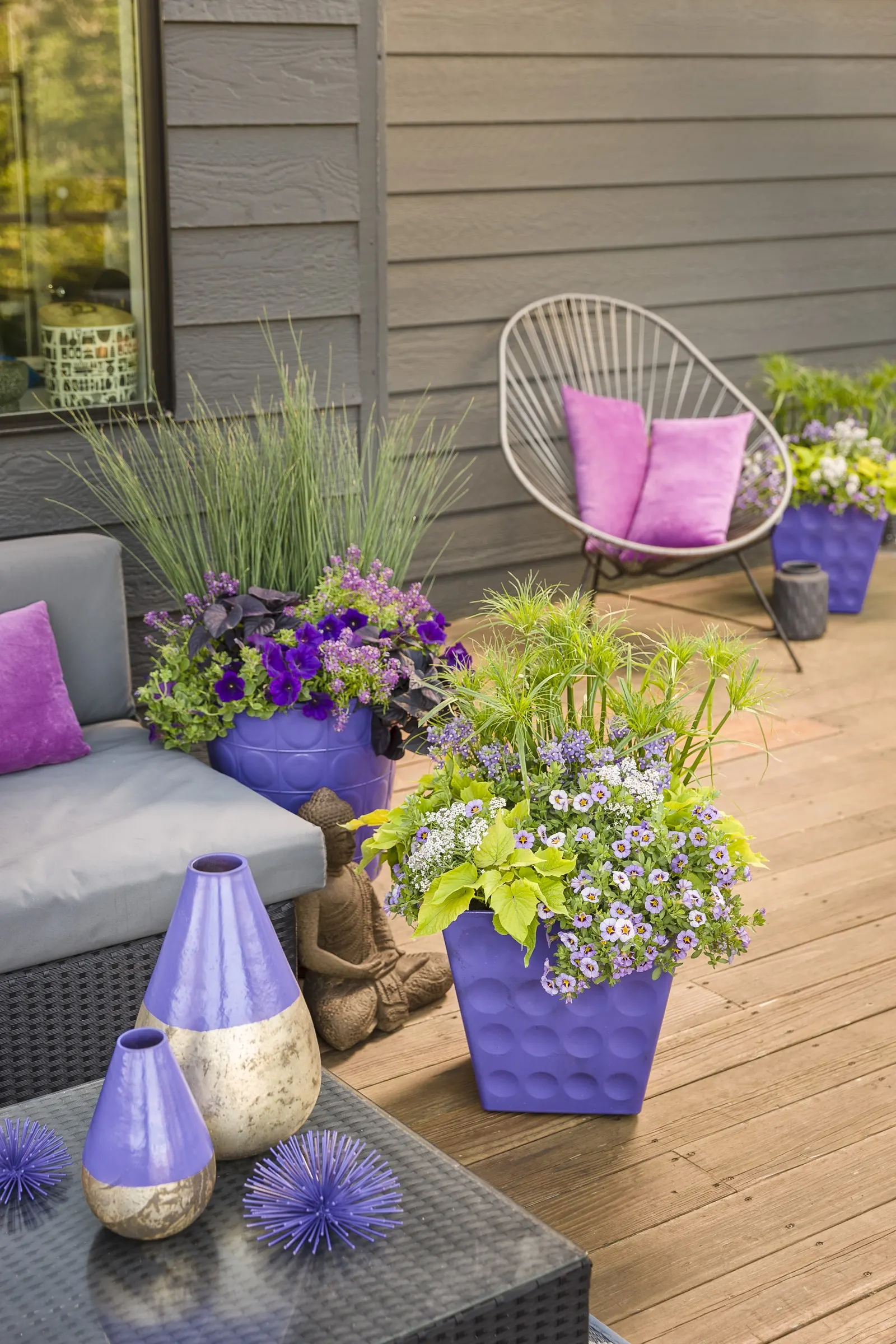 Blushing Princess® Sweet Alyssum (Lobularia) — Proven Winners - Blushing Princess® - Sweet Alyssum - Lobularia purple lavender plant details