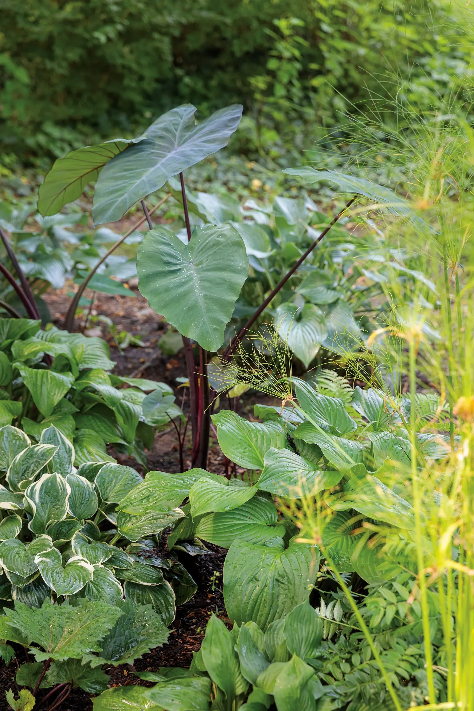 'Bottle Rocket' Ligularia (Ligularia hybrid) — Protect from hot afternoon sun; moist locations in part shade, image 26