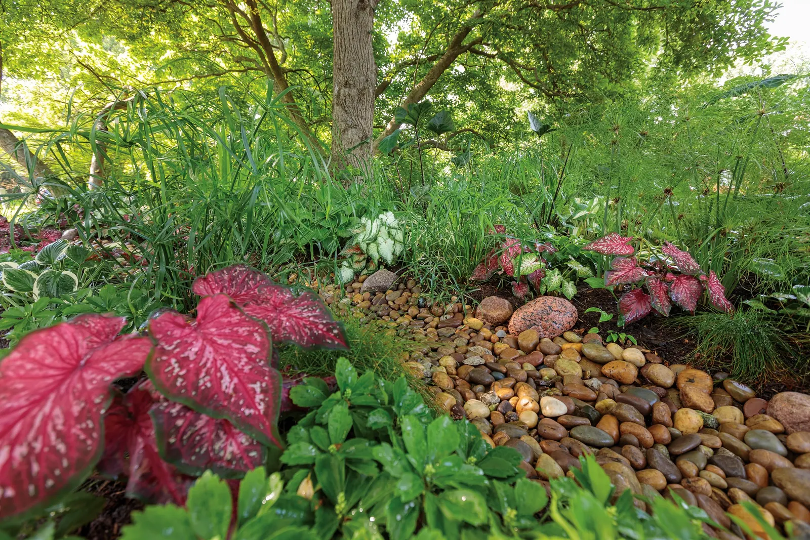 Heart and Soul Sun or Shade Caladium (Caladium hortulanum) — Grown as an annual in cooler regions
