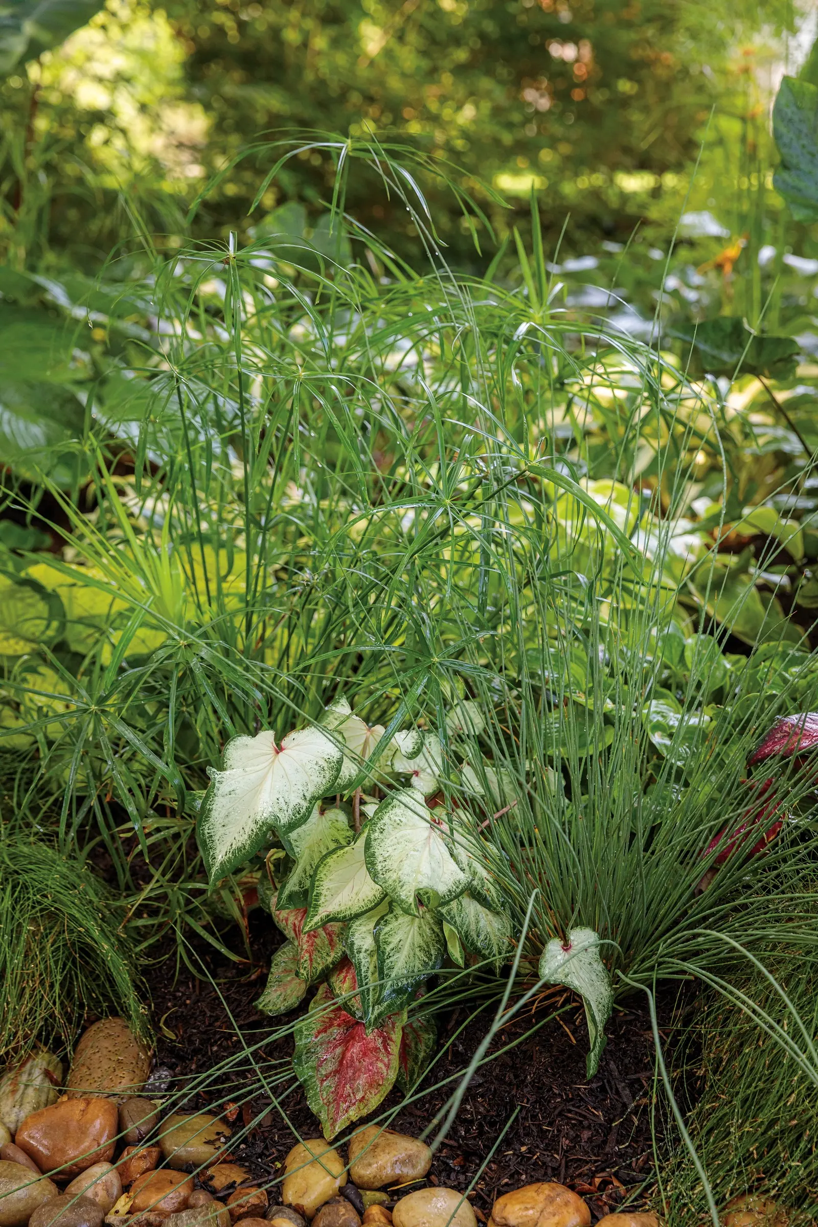Blue Mohawk® Soft Rush (Juncus inflexus) — trim warm season grasses so they are just a few inches tall; all ornamental grasses should be divided when they are