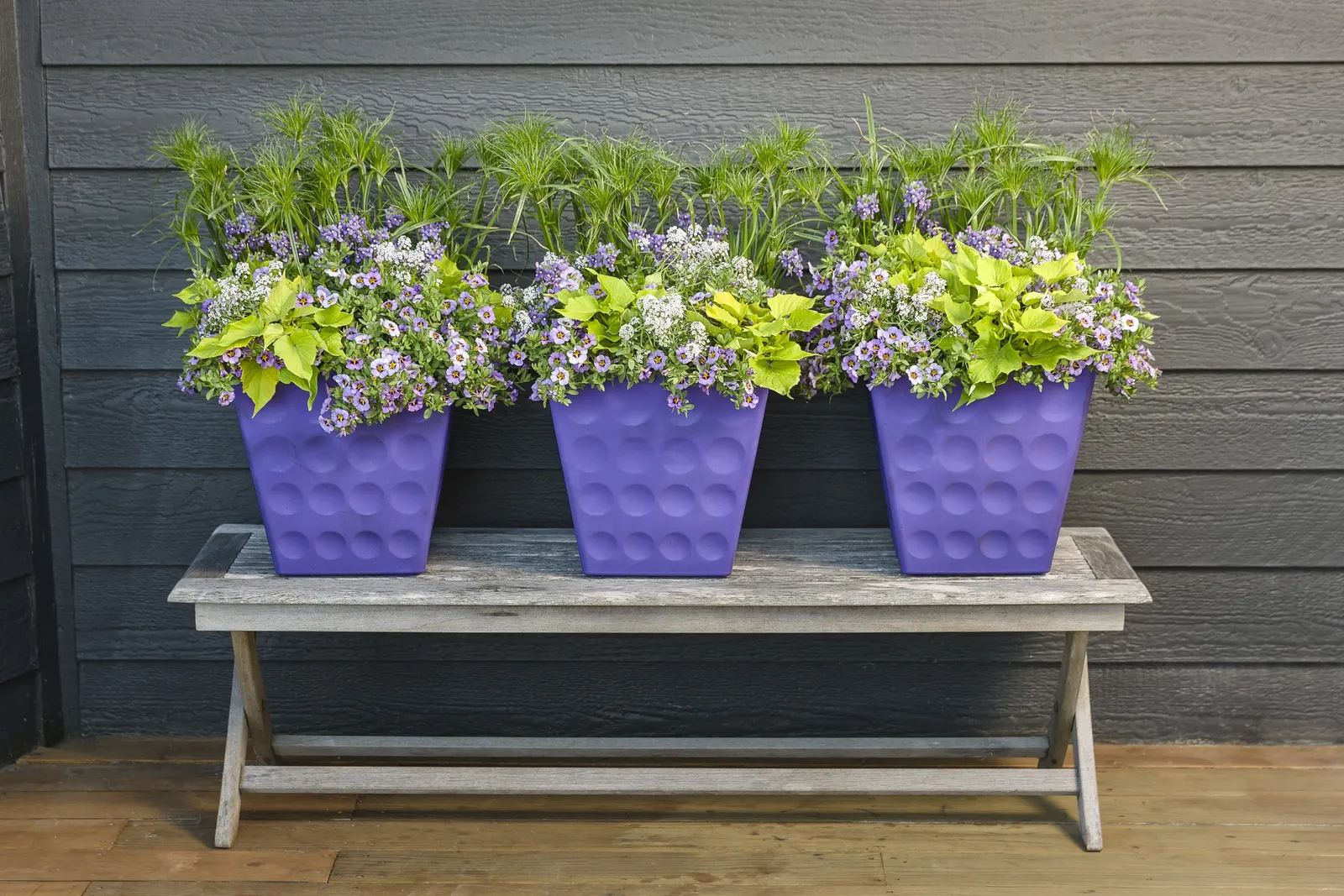 Evening Star™ II Calibrachoa — jewel-toned presence that feels made for summer containers