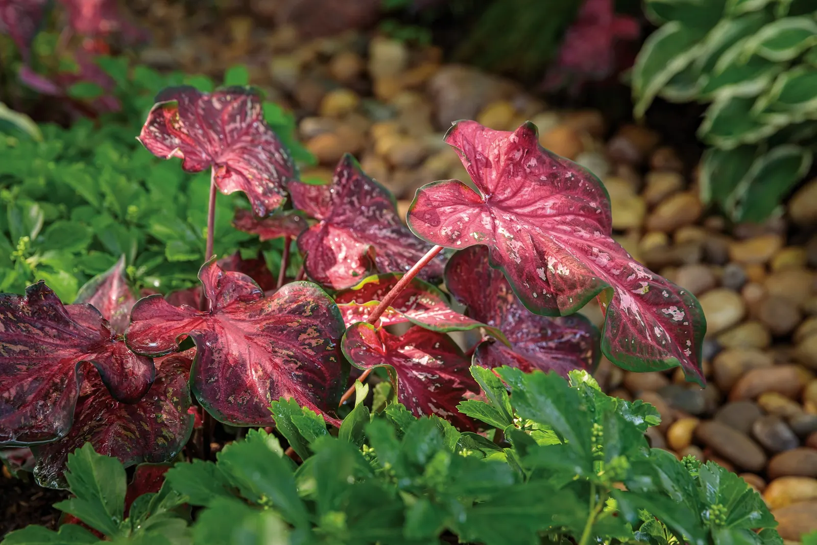 'Bottle Rocket' Ligularia (Ligularia hybrid) — Ligularias are at their best when grown in cool; moist locations in part shade, image 17