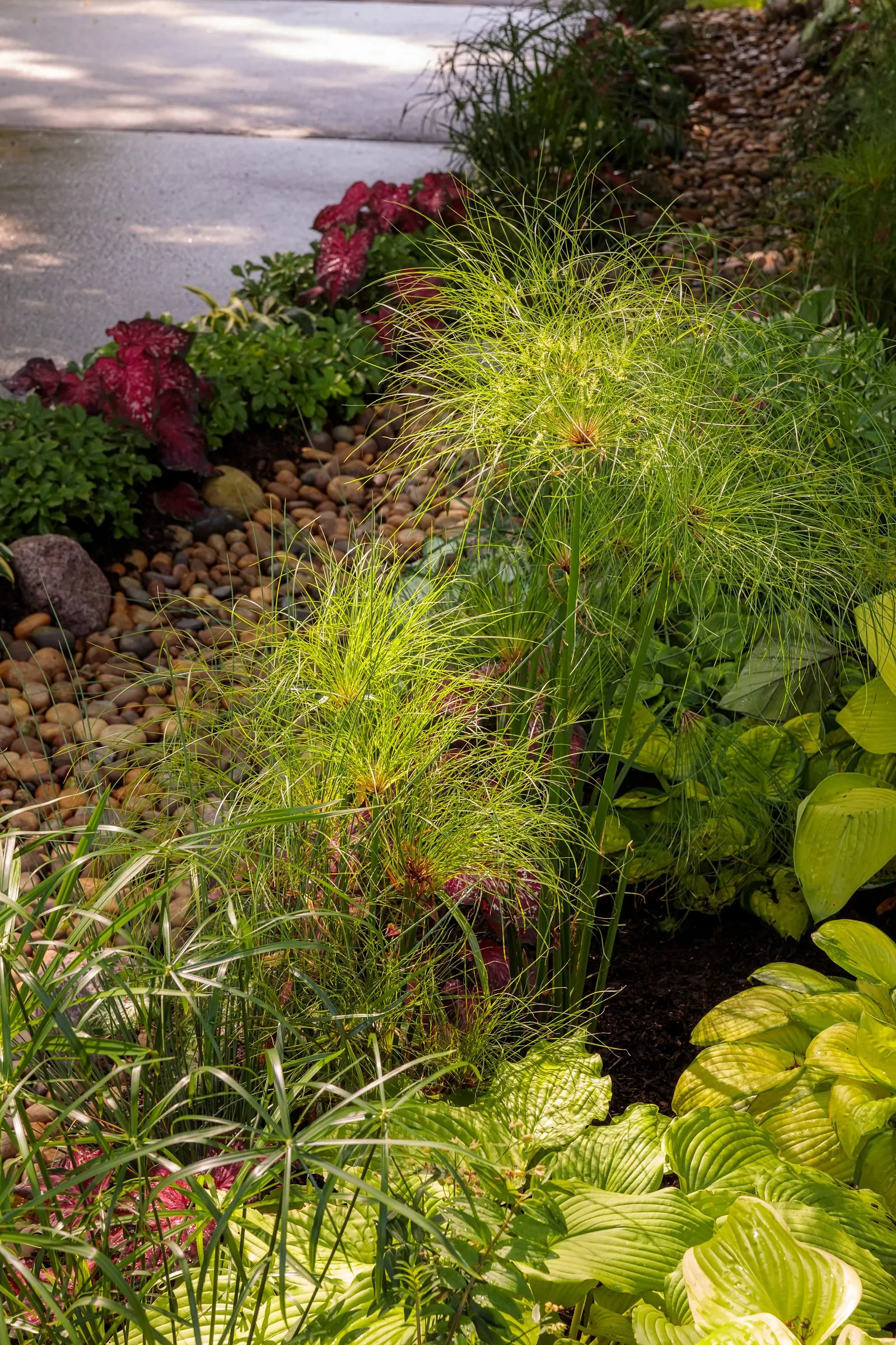 'Bottle Rocket' Ligularia (Ligularia hybrid) — Protect from hot afternoon sun