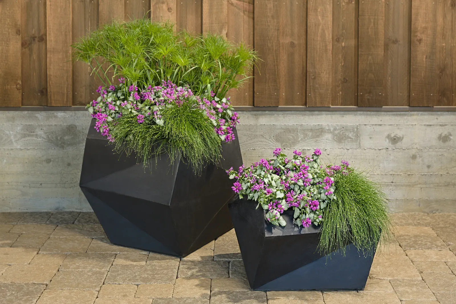 Pink Chablis® Dead Nettle (Lamium maculatum) — Proven Winners - Pink Chablis® - Dead Nettle - Lamium maculatum pink plant details, information and, image 16