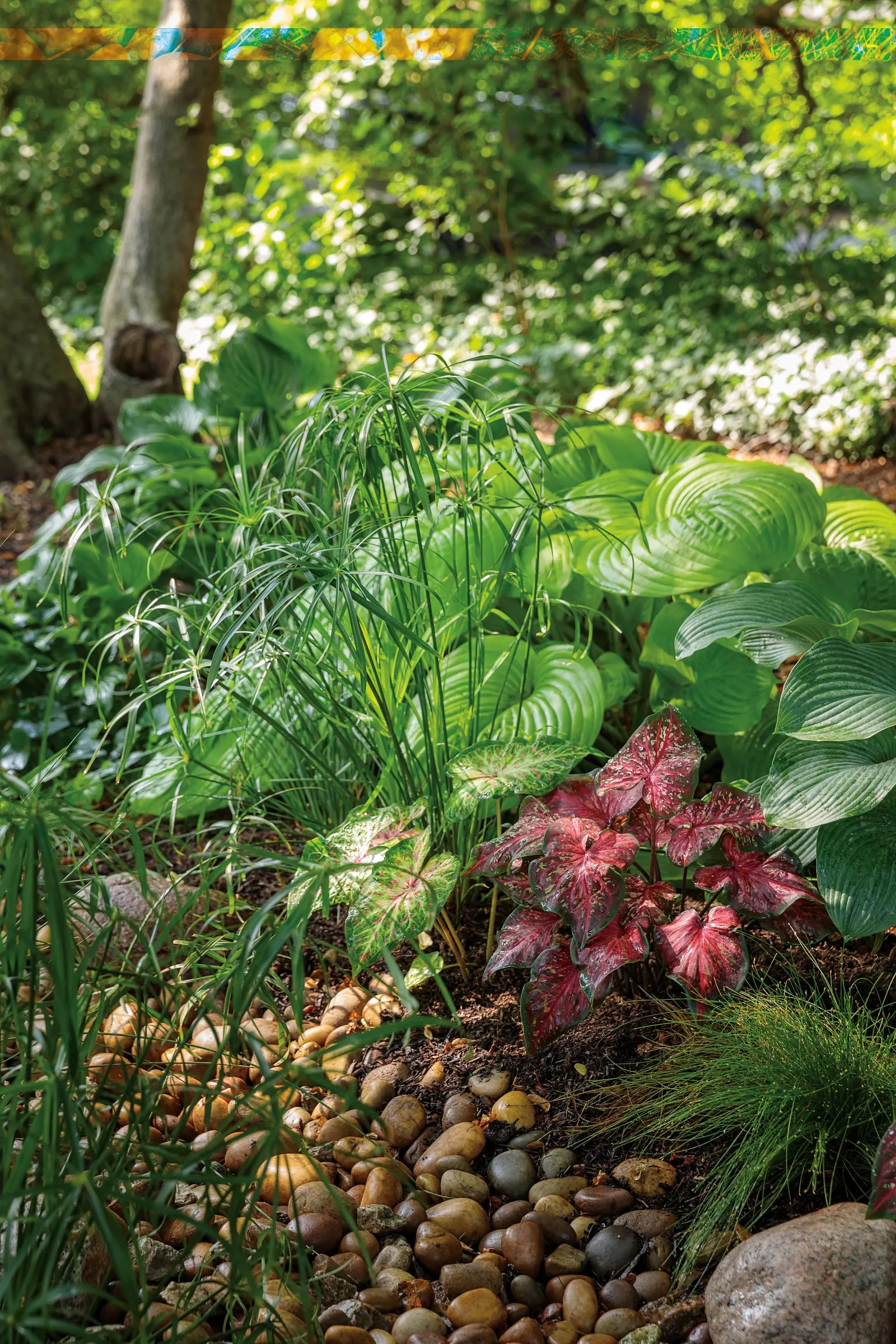Heart and Soul Sun or Shade Caladium (Caladium hortulanum) — strap-shaped leaves are edged in fresh green