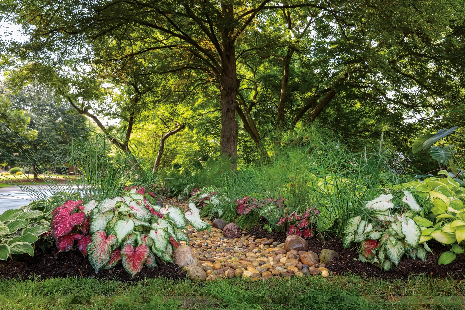 Heart and Soul Sun or Shade Caladium (Caladium hortulanum) — Heart and Soul reaches 15-20 inches tall and 8-10 inches wide