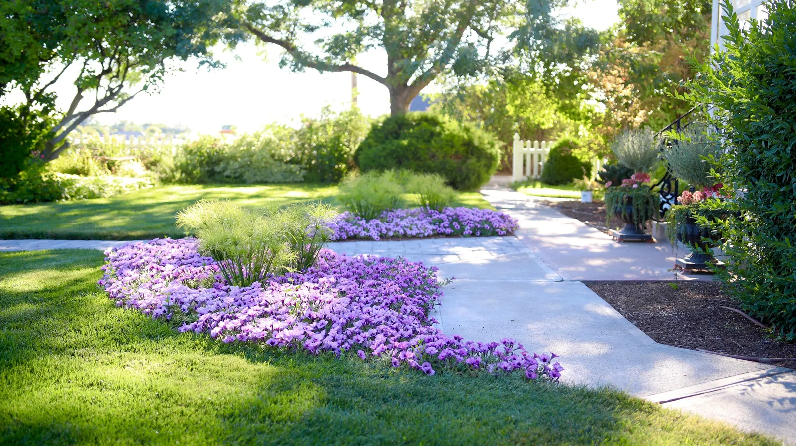 Bordeaux™ II Petunia — purple flowers in the garden; but the end result is a fuller plant with more blooms going forward, image 135