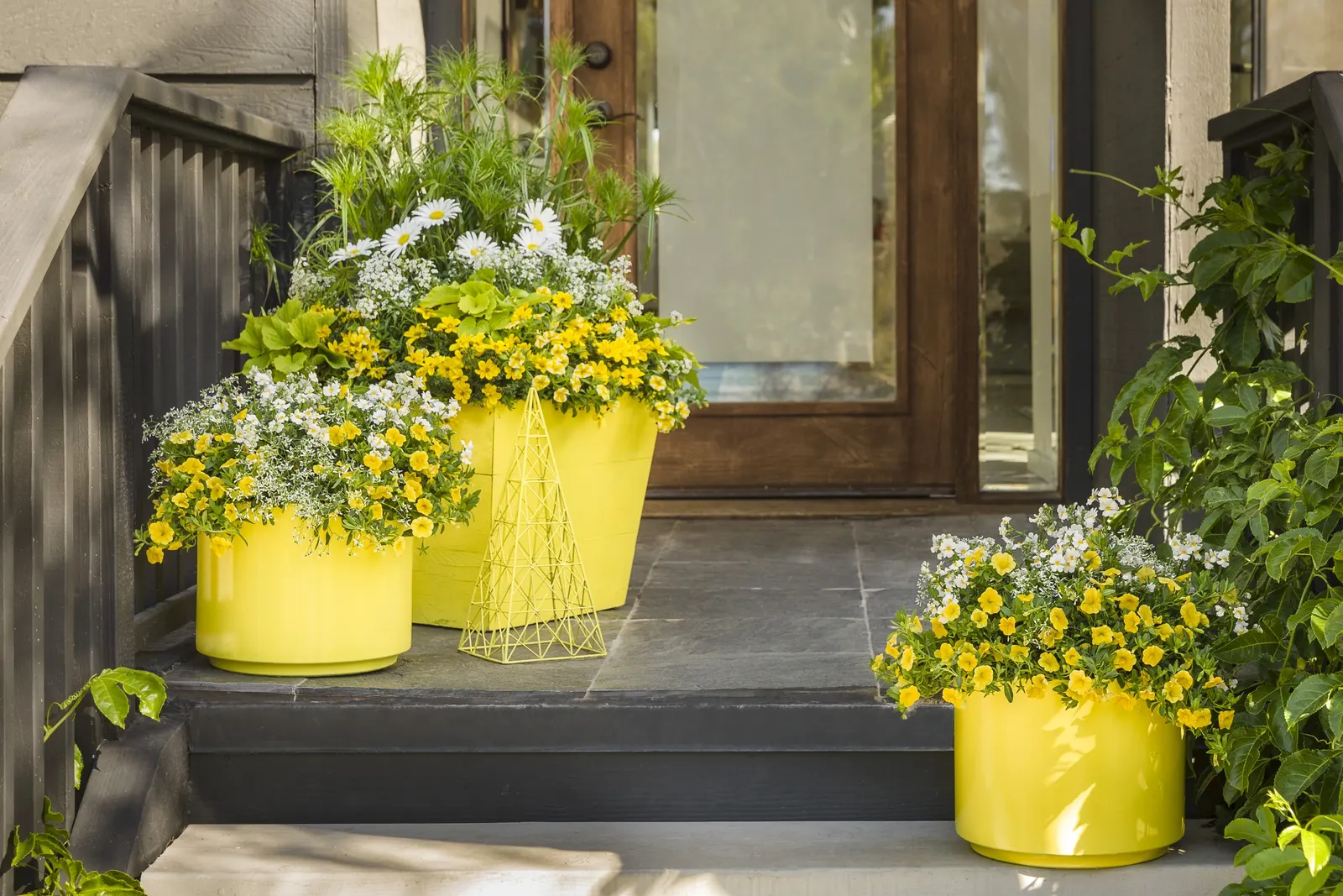 Yellow IV Calibrachoa — a light all-over trim followed by fertilizer encourages fresh branching and renewed bloom; commonly referred to as Yellow IV Calibrachoa