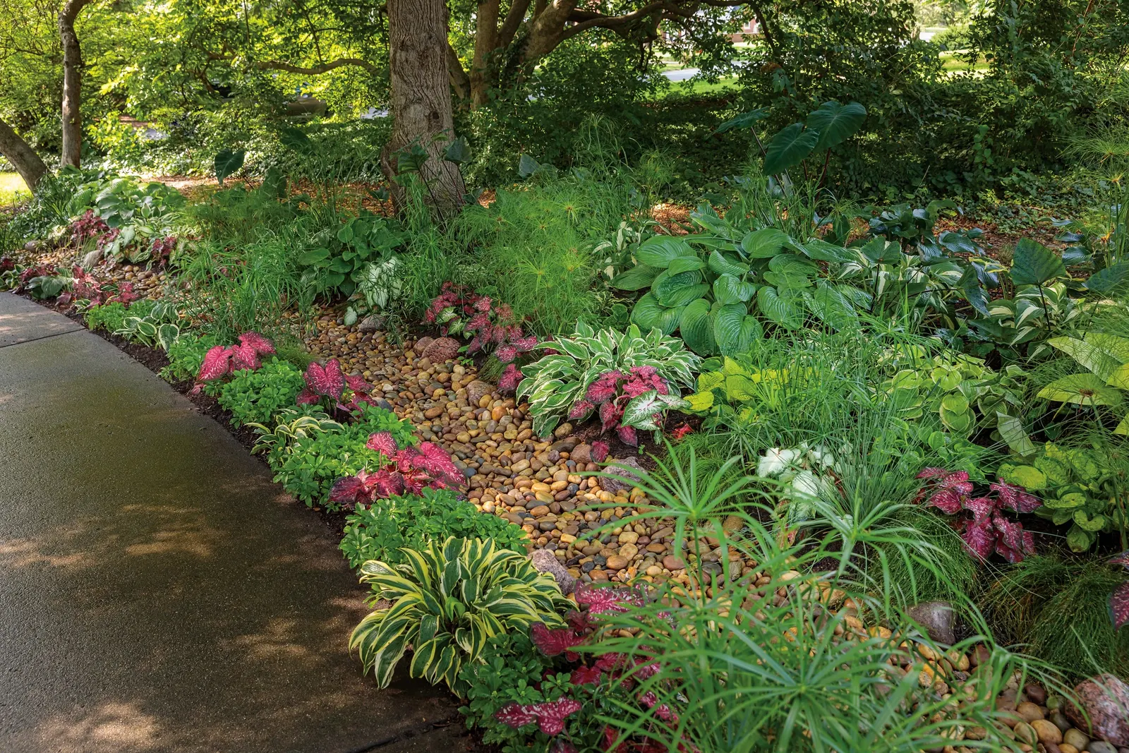 'Bottle Rocket' Ligularia (Ligularia hybrid) — Protect from hot afternoon sun; moist locations in part shade