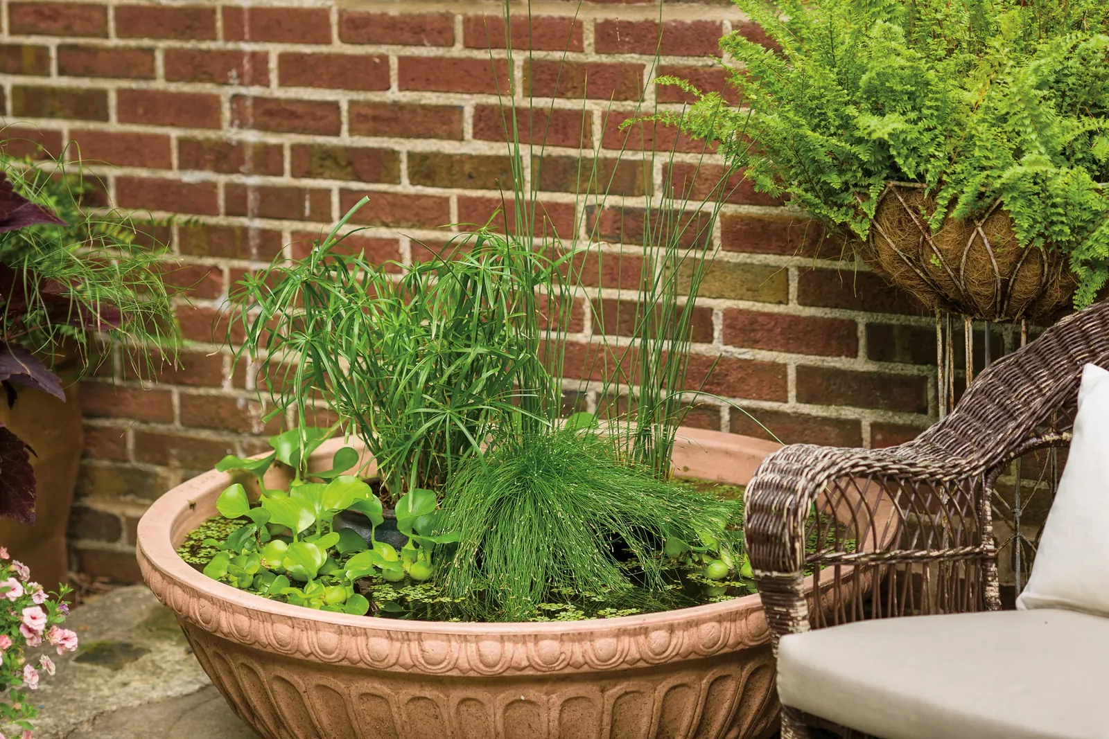 Blue Mohawk® Soft Rush (Juncus inflexus) — Plants will also naturalize by self-seeding; including clumps of Blue Mohawk soft rush