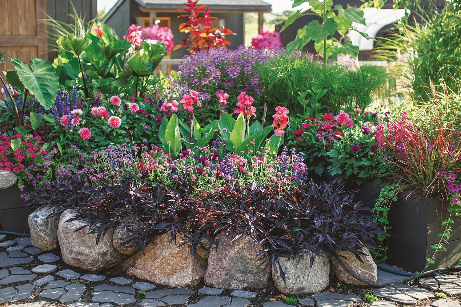 Coral Canna Lily (Canna generalis) — Gardeners often describe it as a true showpiece
