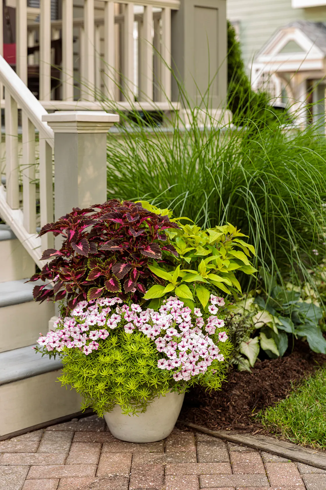 Plum Dandy™ Alternanthera — low accent for containers and borders; with its most vivid plum coloration developing where light is generous, image 63