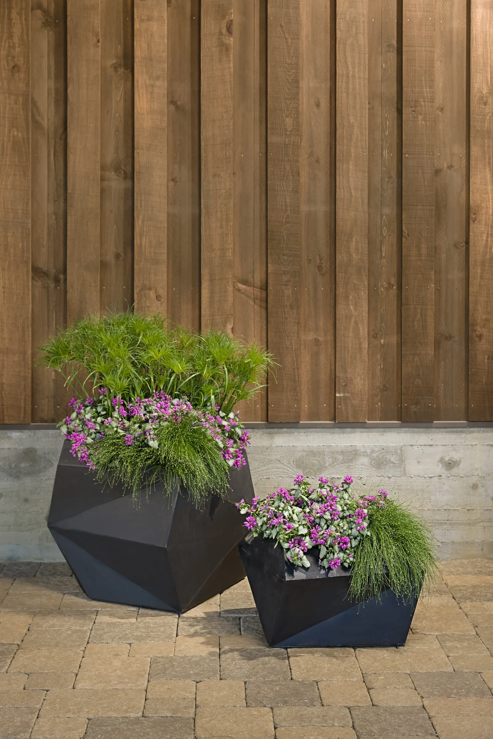 Pink Chablis® Dead Nettle (Lamium maculatum) — A frothy confection of silver and green foliage with cotton candy pink flowers, heat tolerant, image 17