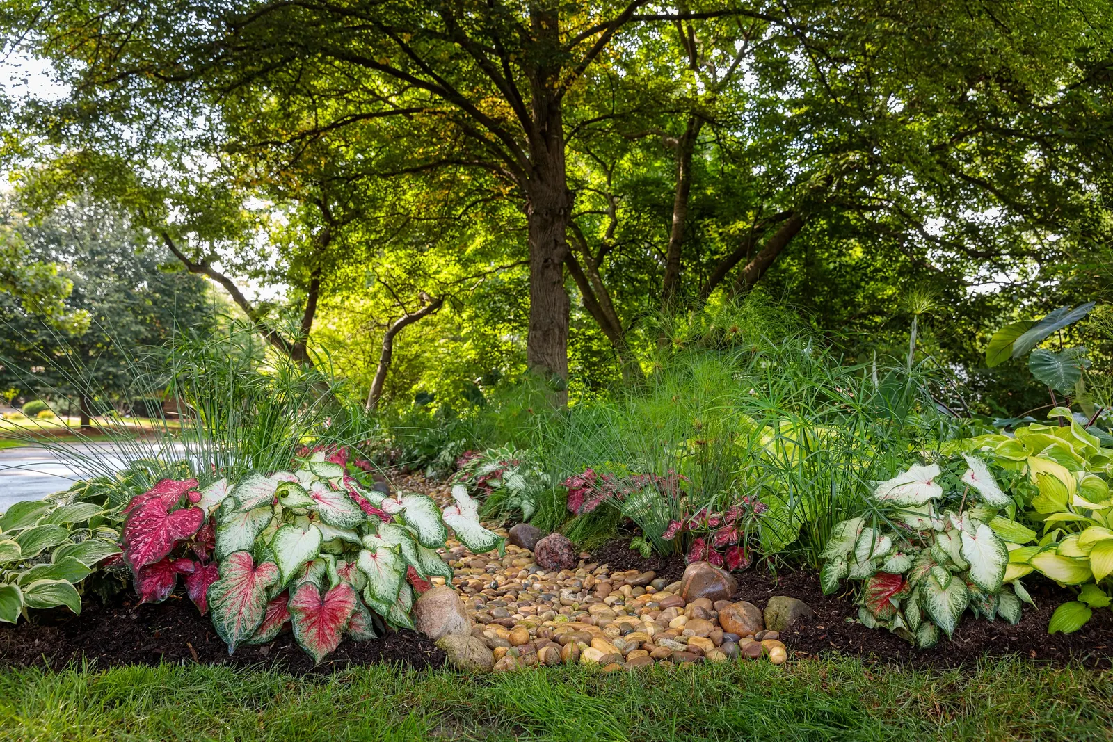 White Wonder Sun or Shade Caladium (Caladium hortulanum) — For best performance, wait until temperatures remain above 65°F before planting outdoors